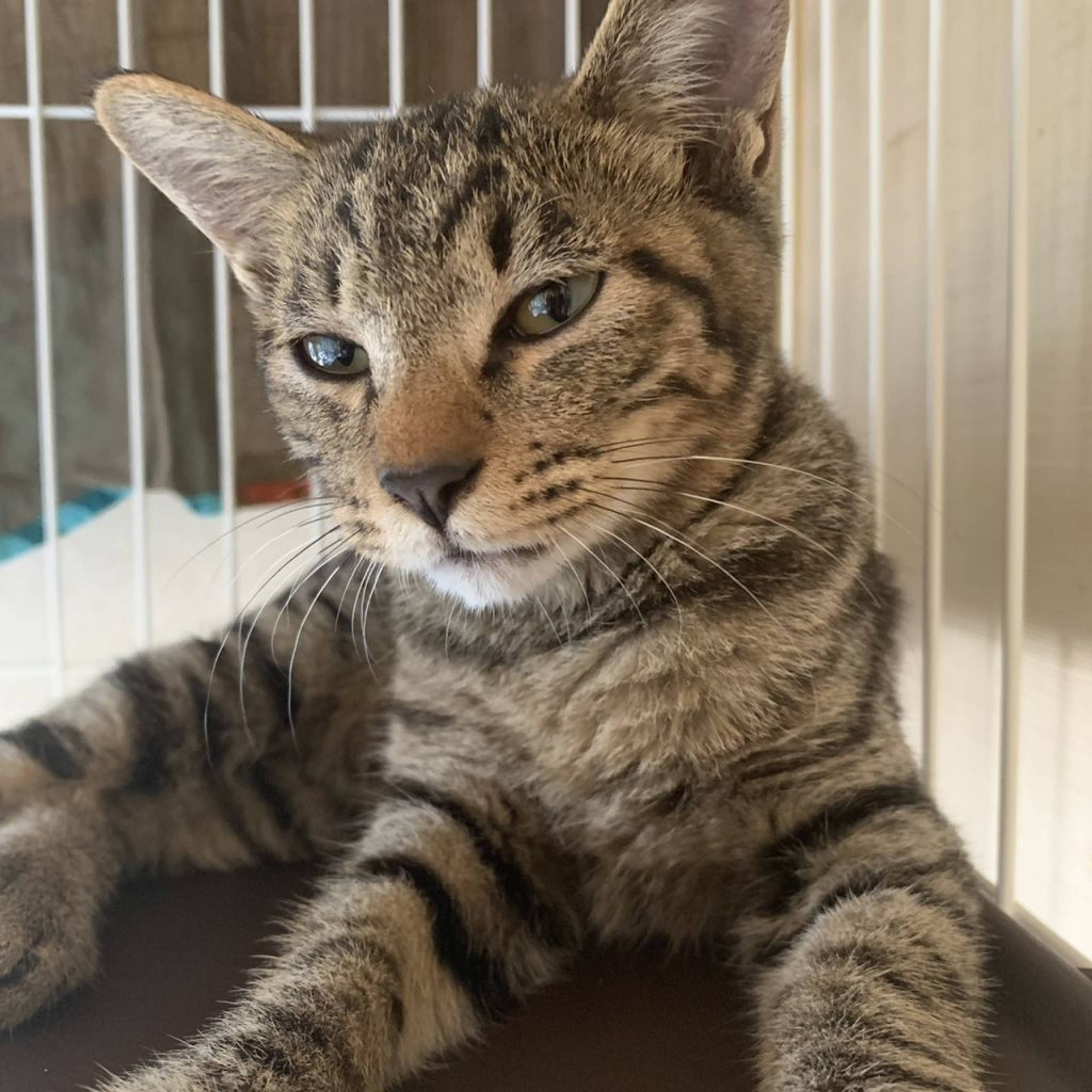 雑種（ミックス猫）・オスの里親募集の写真