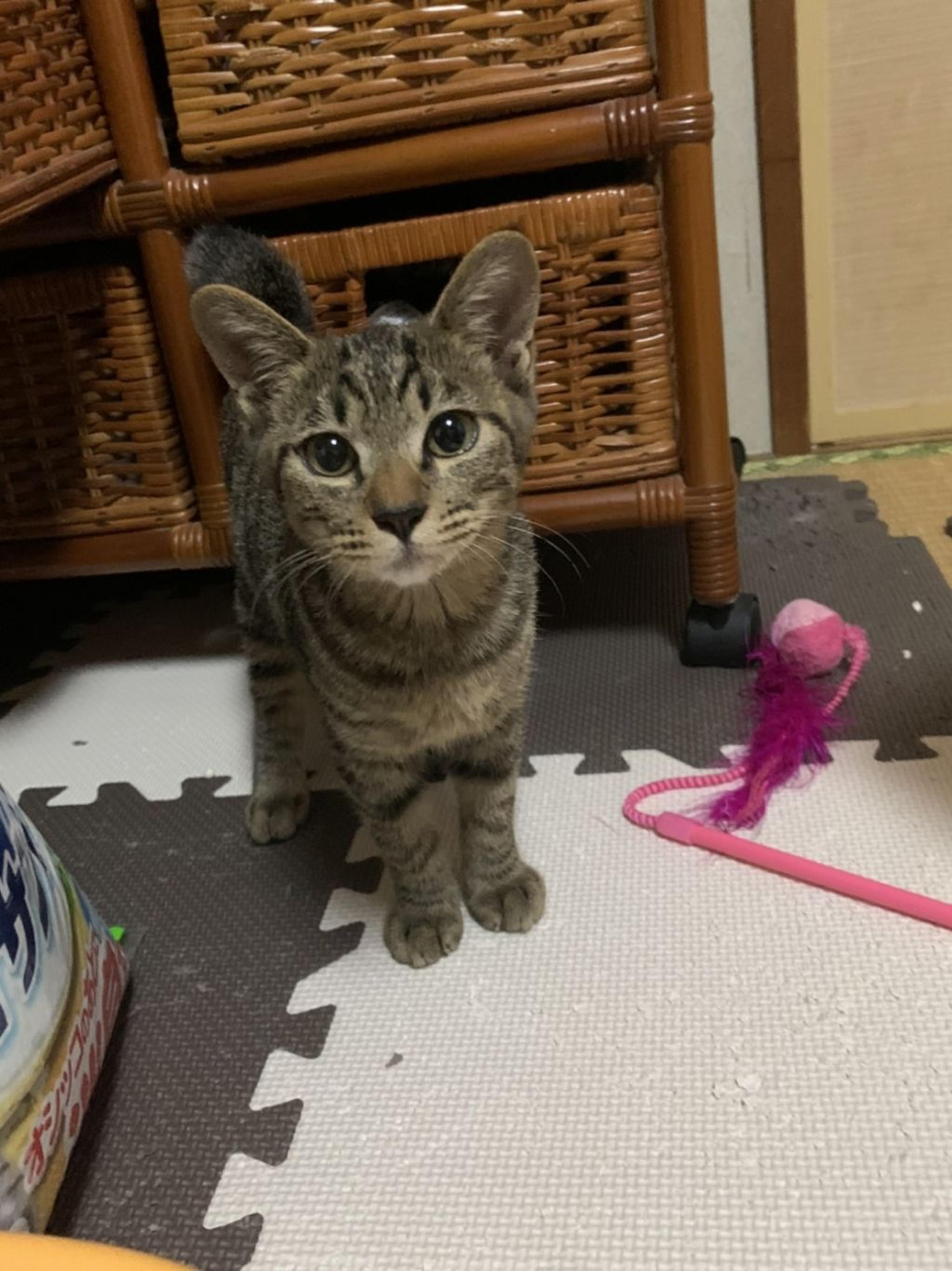 pet-image-3
