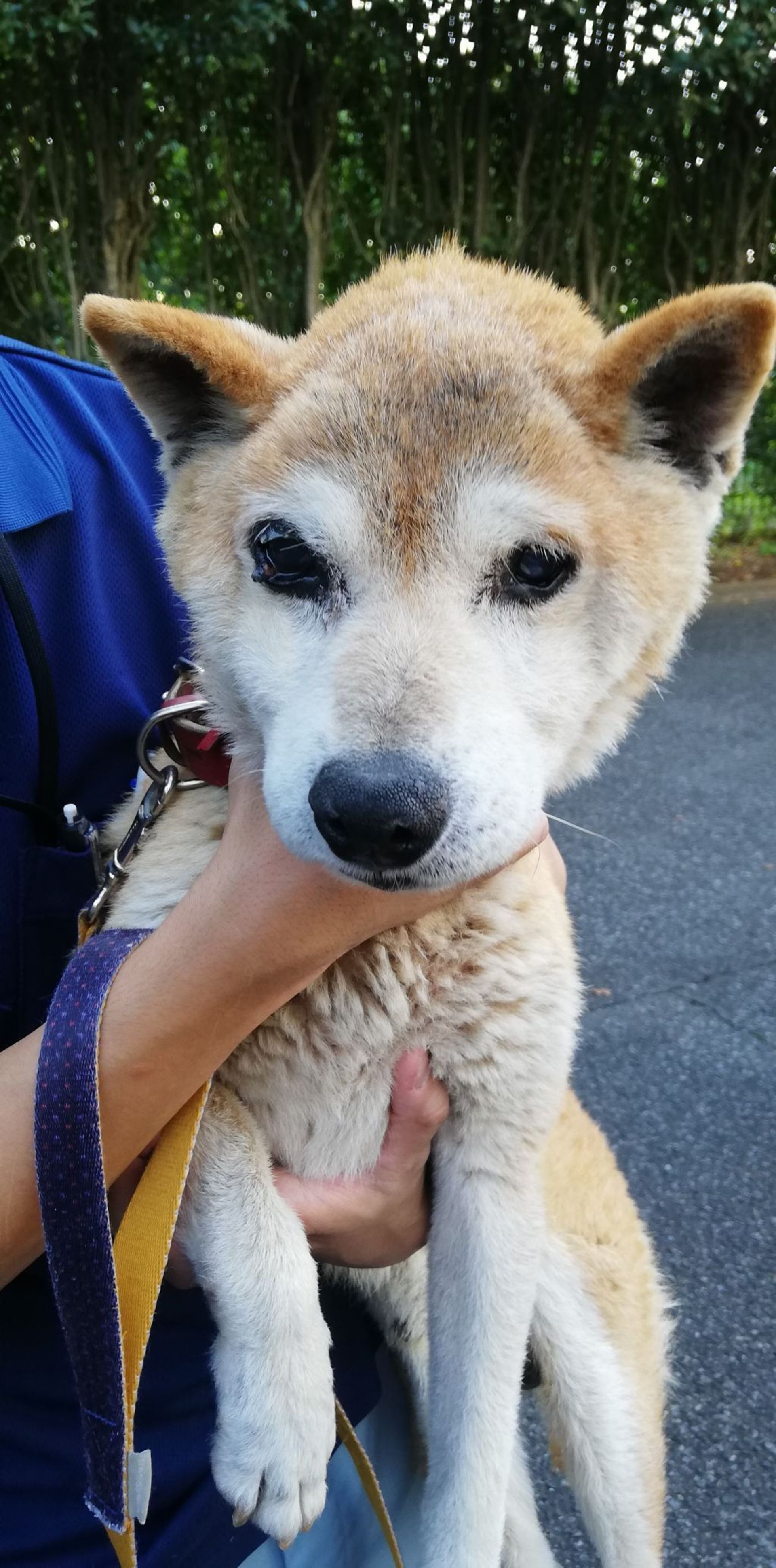 柴犬・オスの里親募集の写真