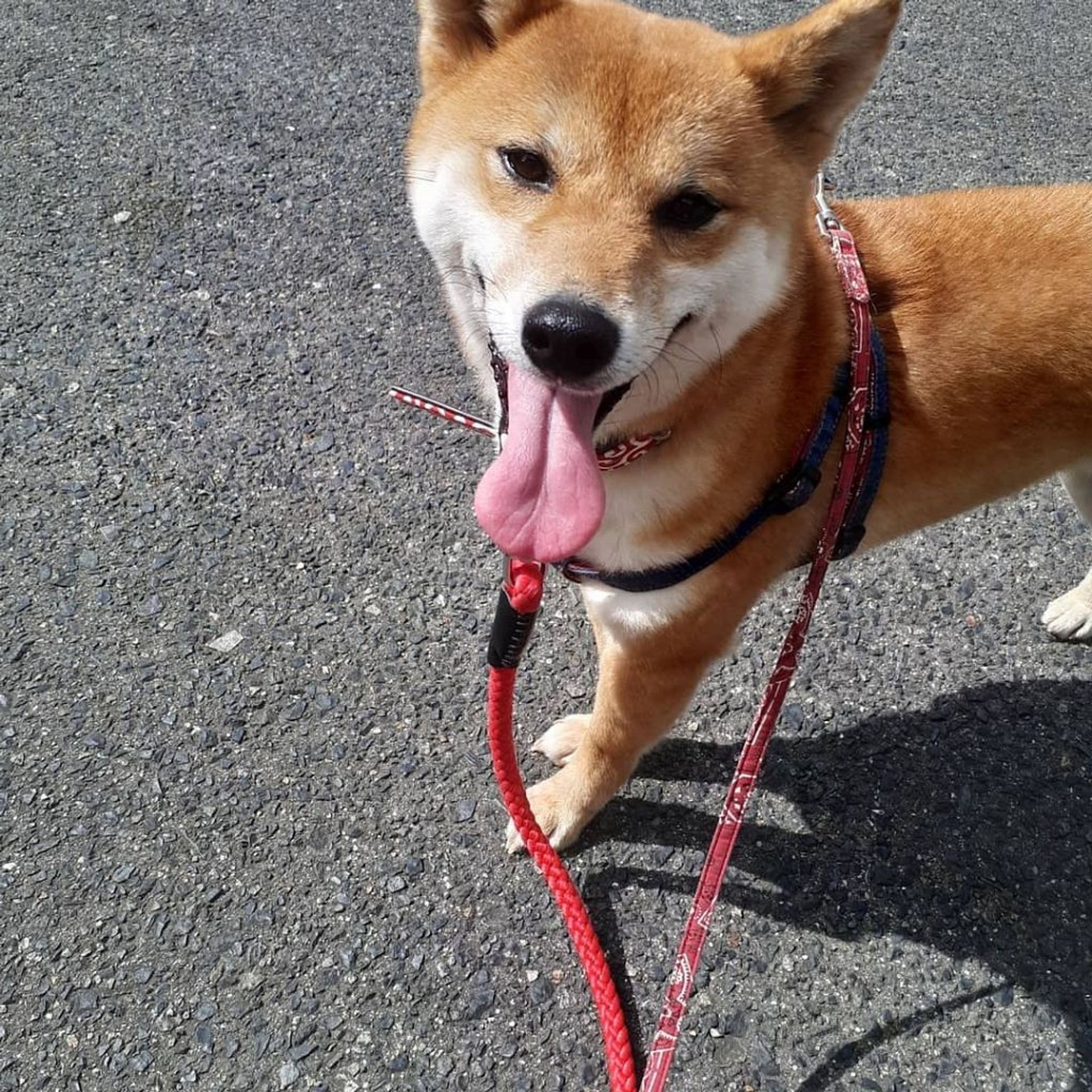 柴犬・メスの里親募集の写真
