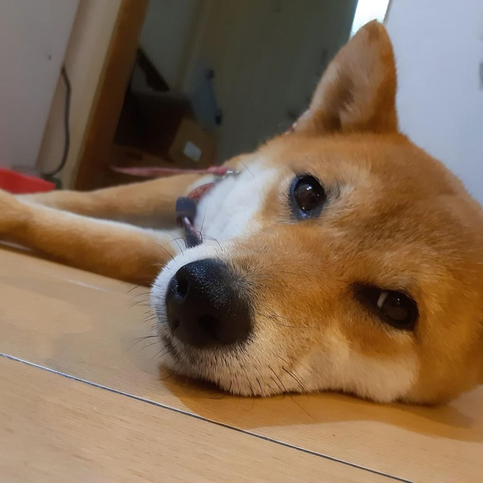pet-image-3