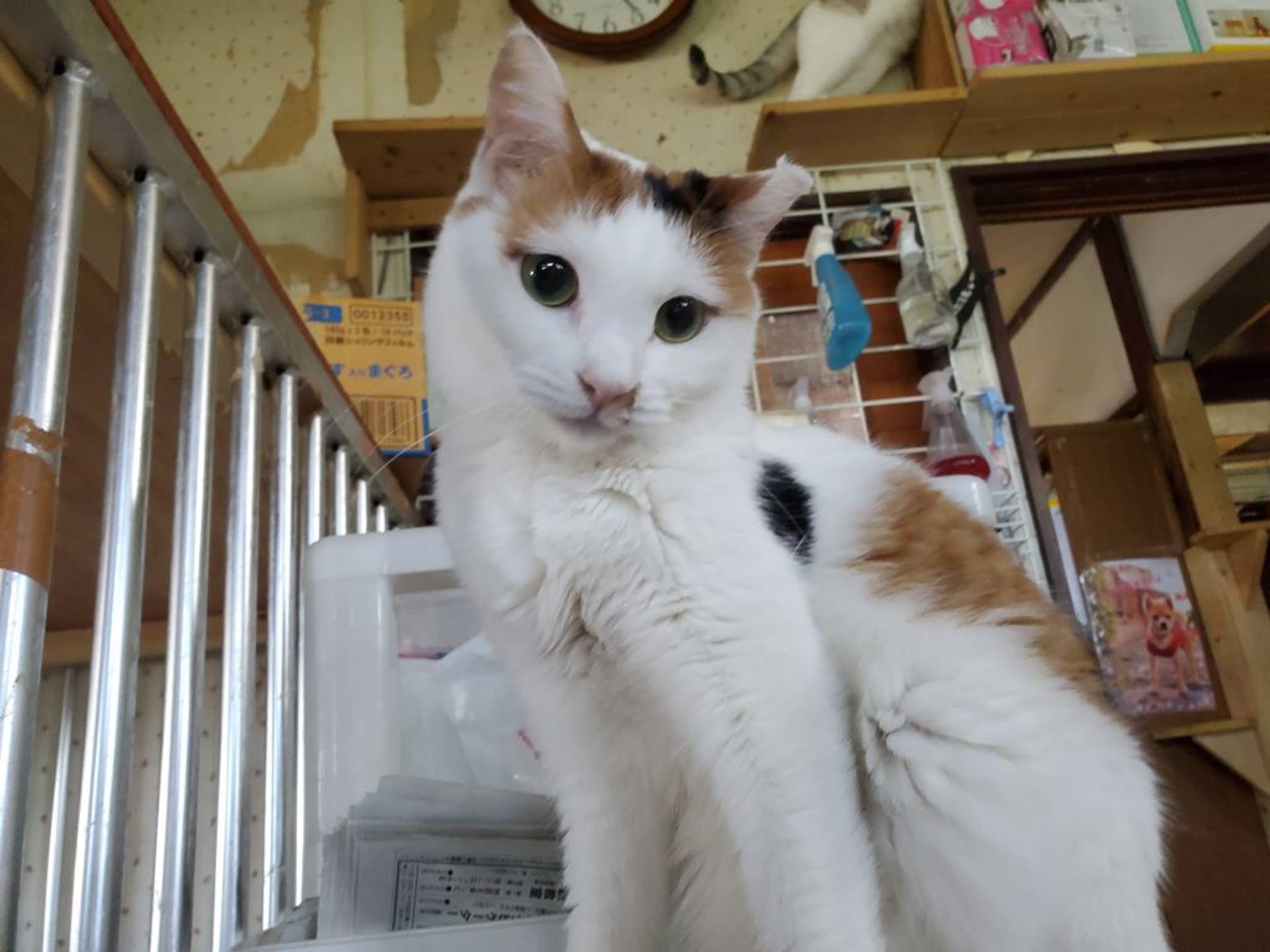 雑種（ミックス猫）・メスの里親募集の写真