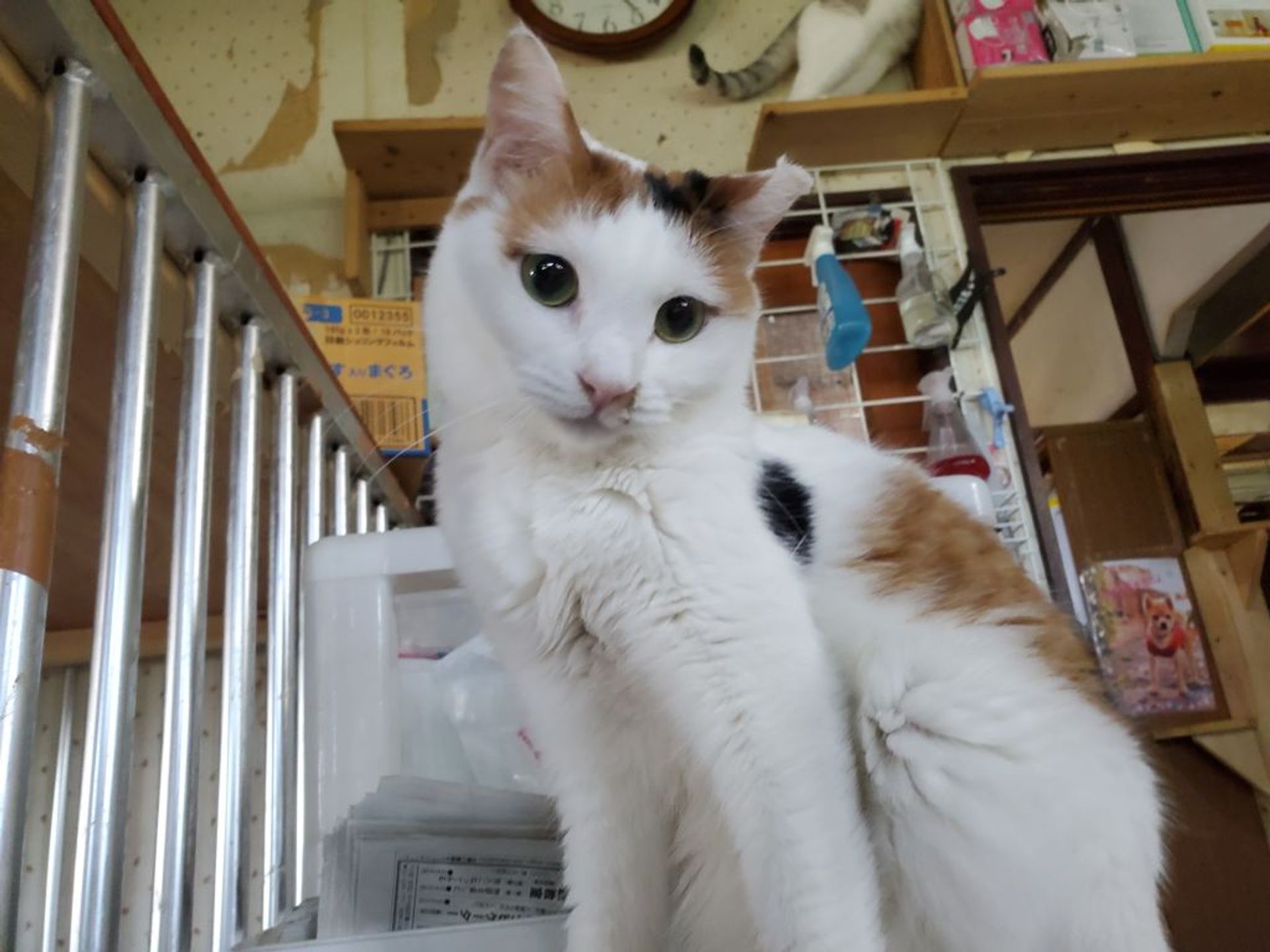 雑種（ミックス猫）・メスの里親募集の写真
