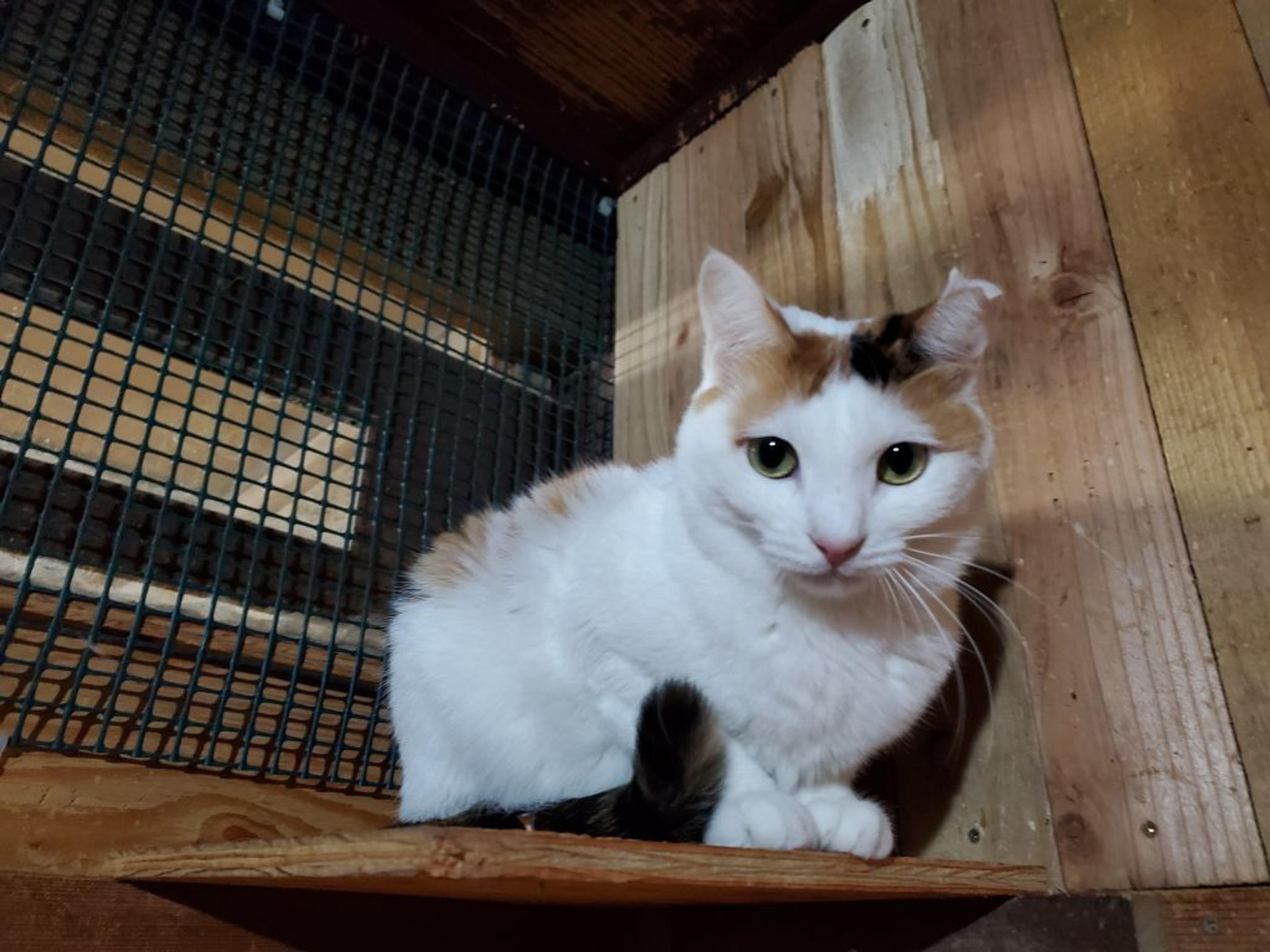 pet-image-4