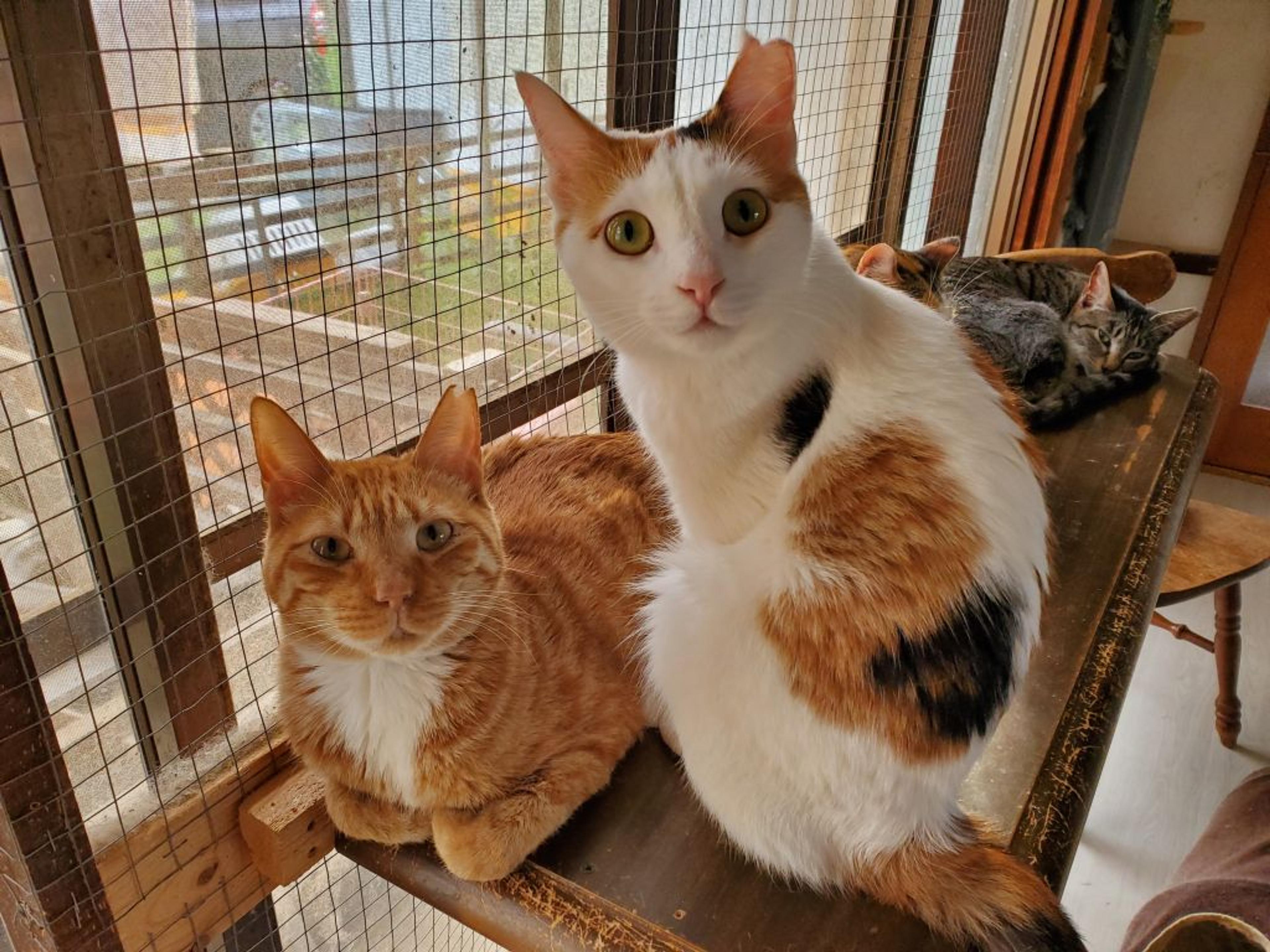 pet-image-5