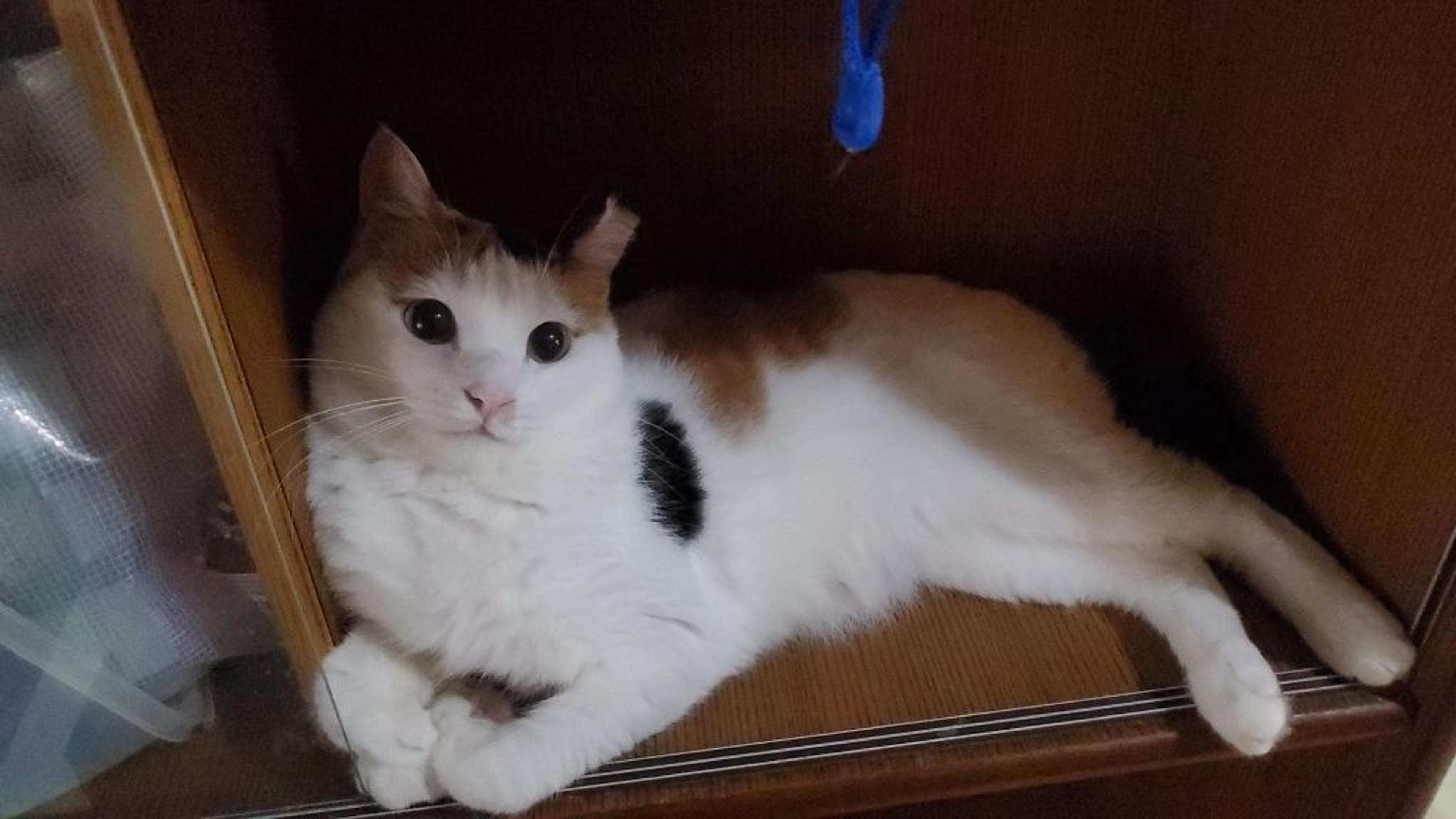 pet-image-6