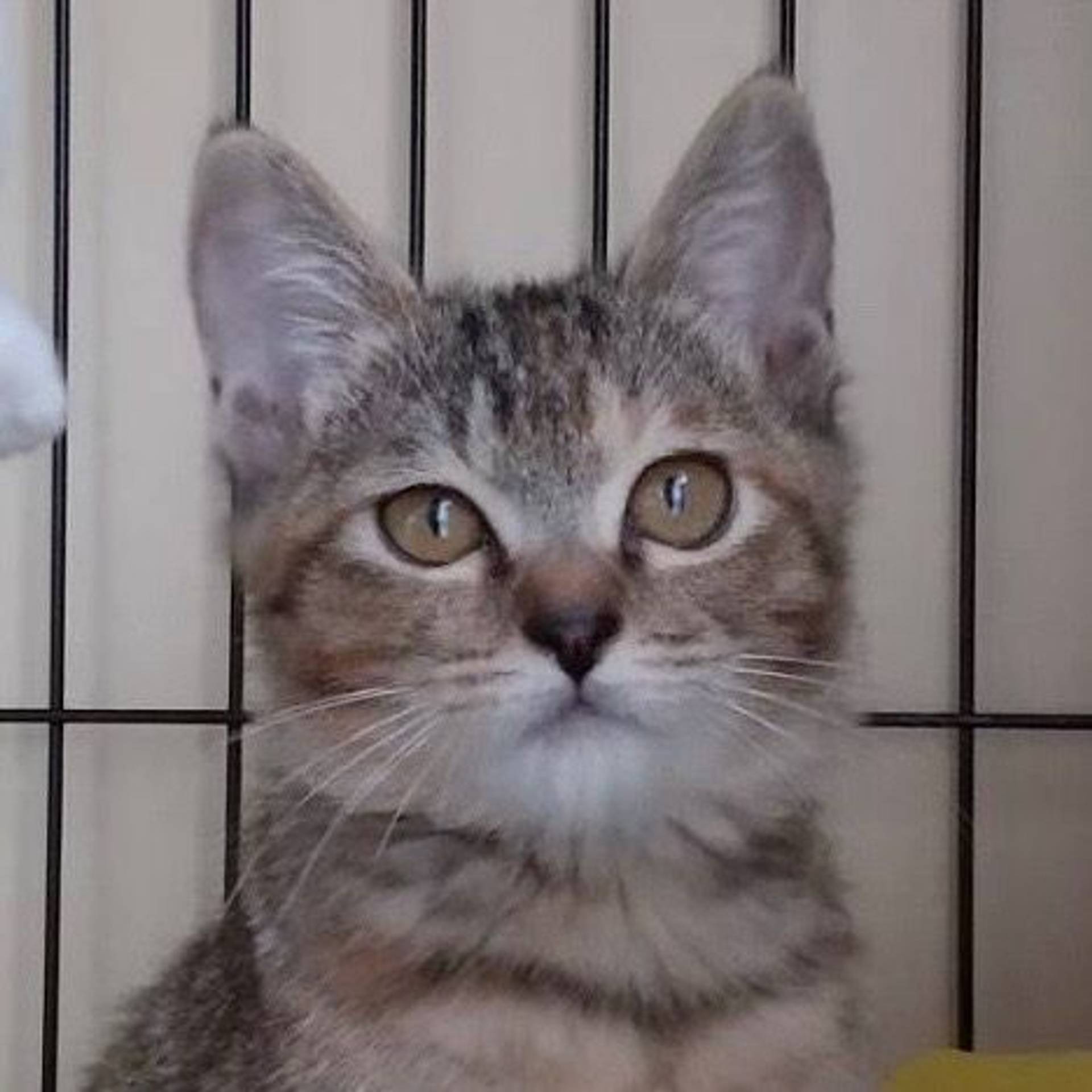 雑種（ミックス猫）・メスの里親募集の写真