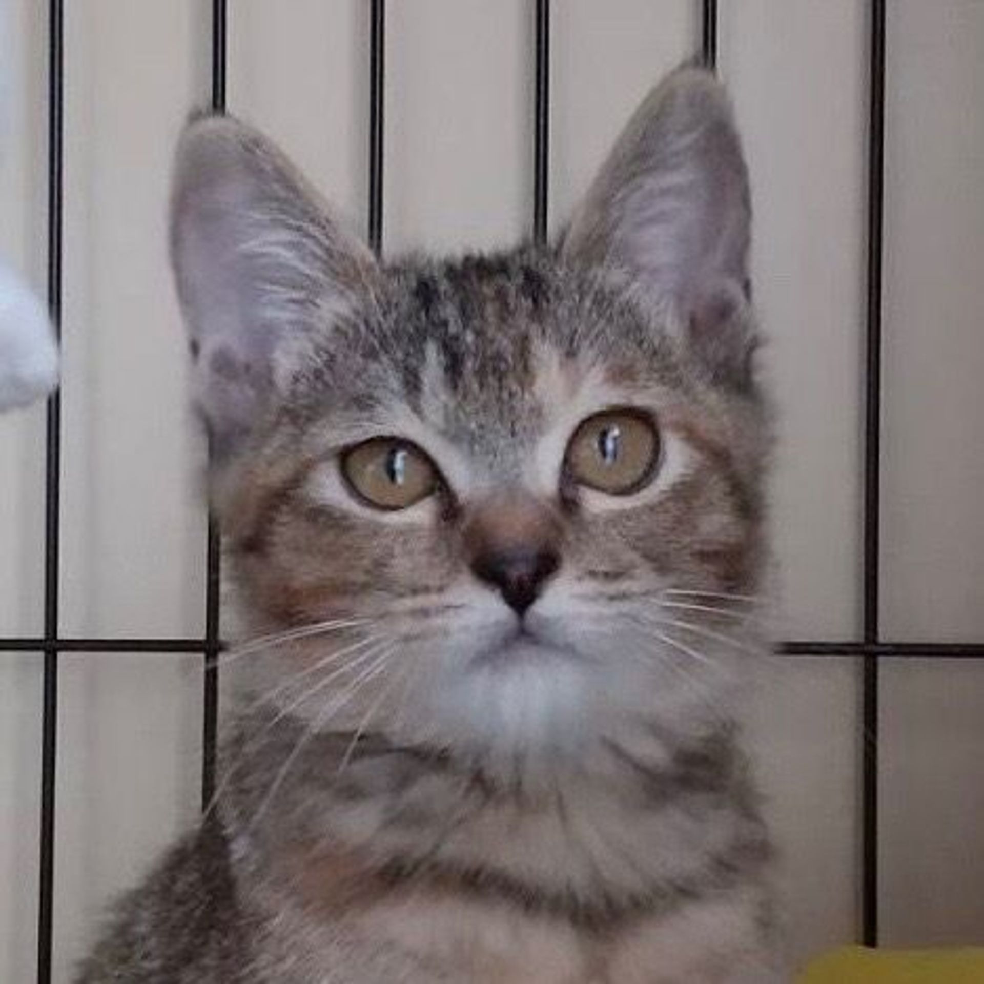雑種（ミックス猫）・メスの里親募集の写真