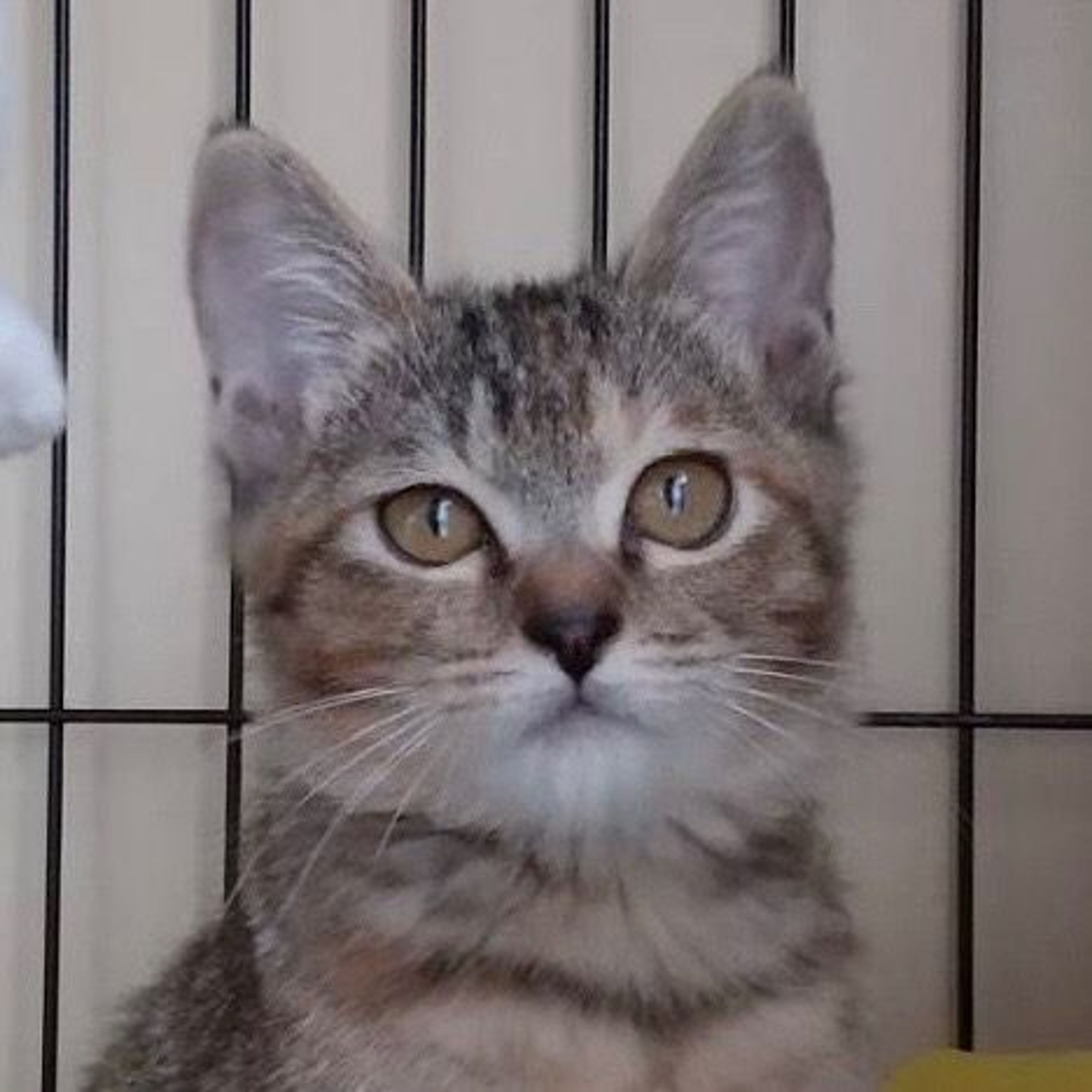 雑種（ミックス猫）・メスの里親募集の写真