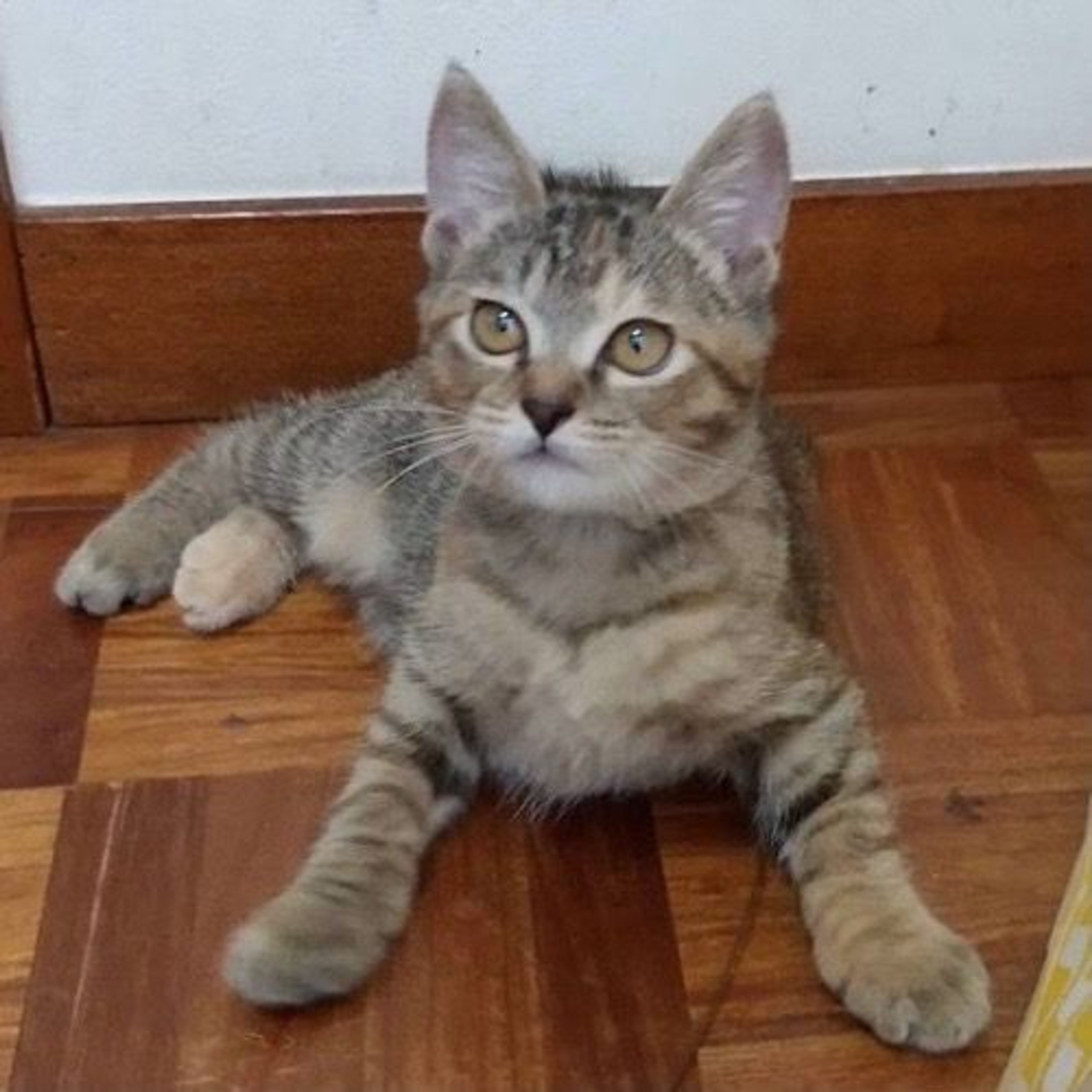 pet-image-2