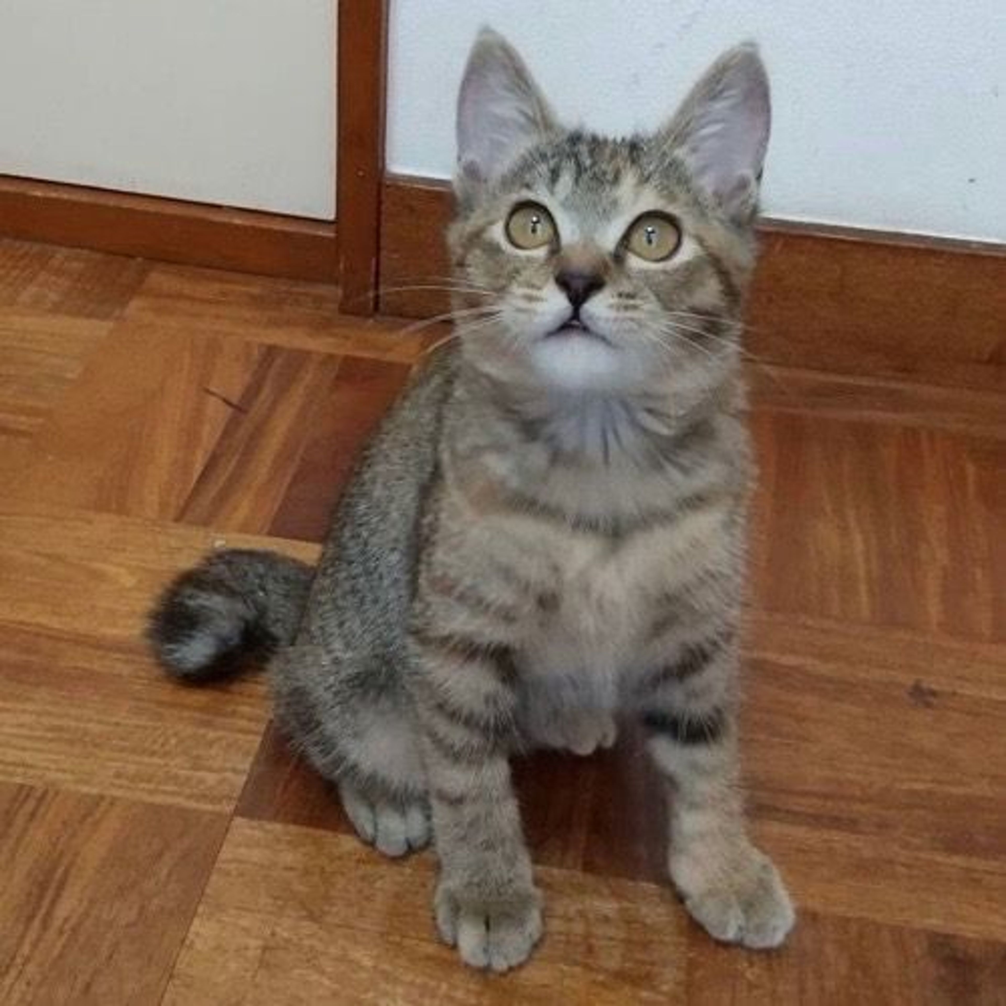 pet-image-5