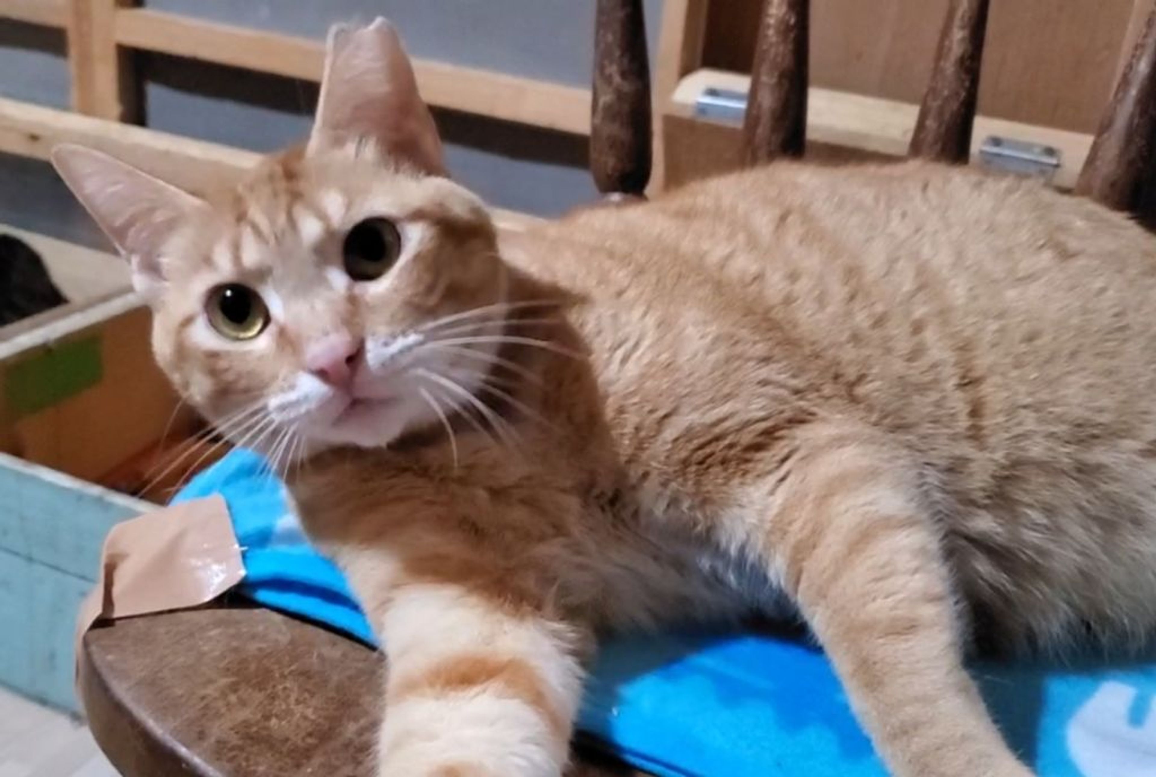 雑種（ミックス猫）・メスの里親募集の写真