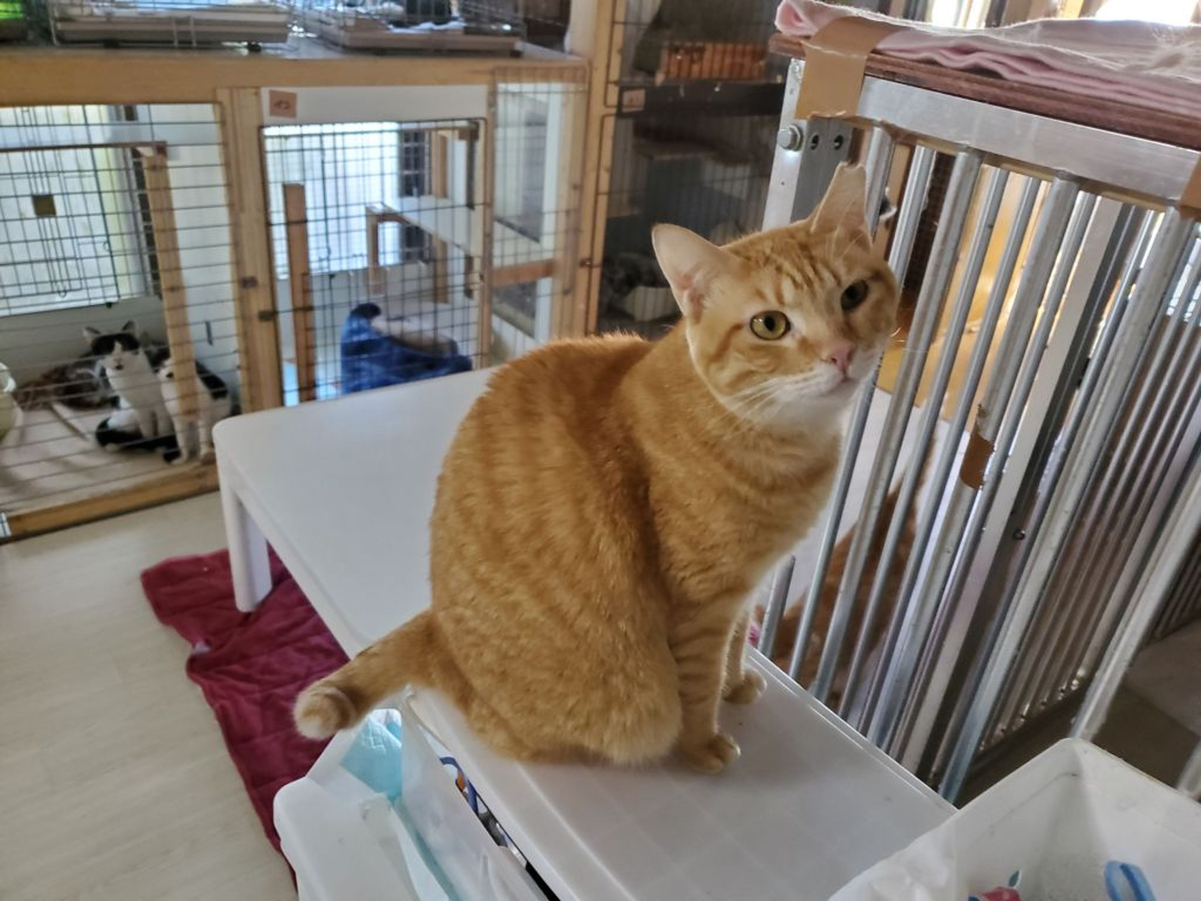 pet-image-4