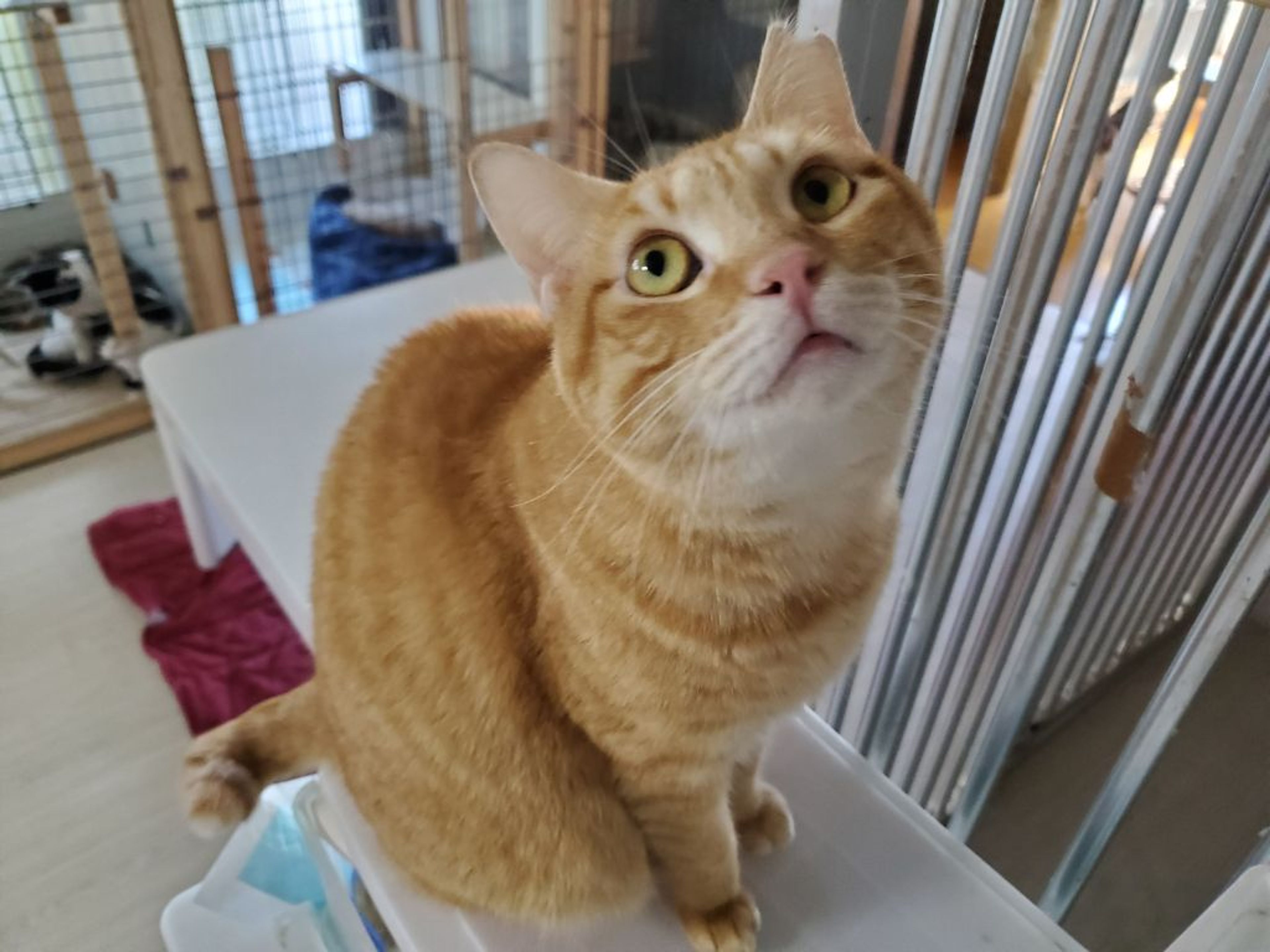 pet-image-5