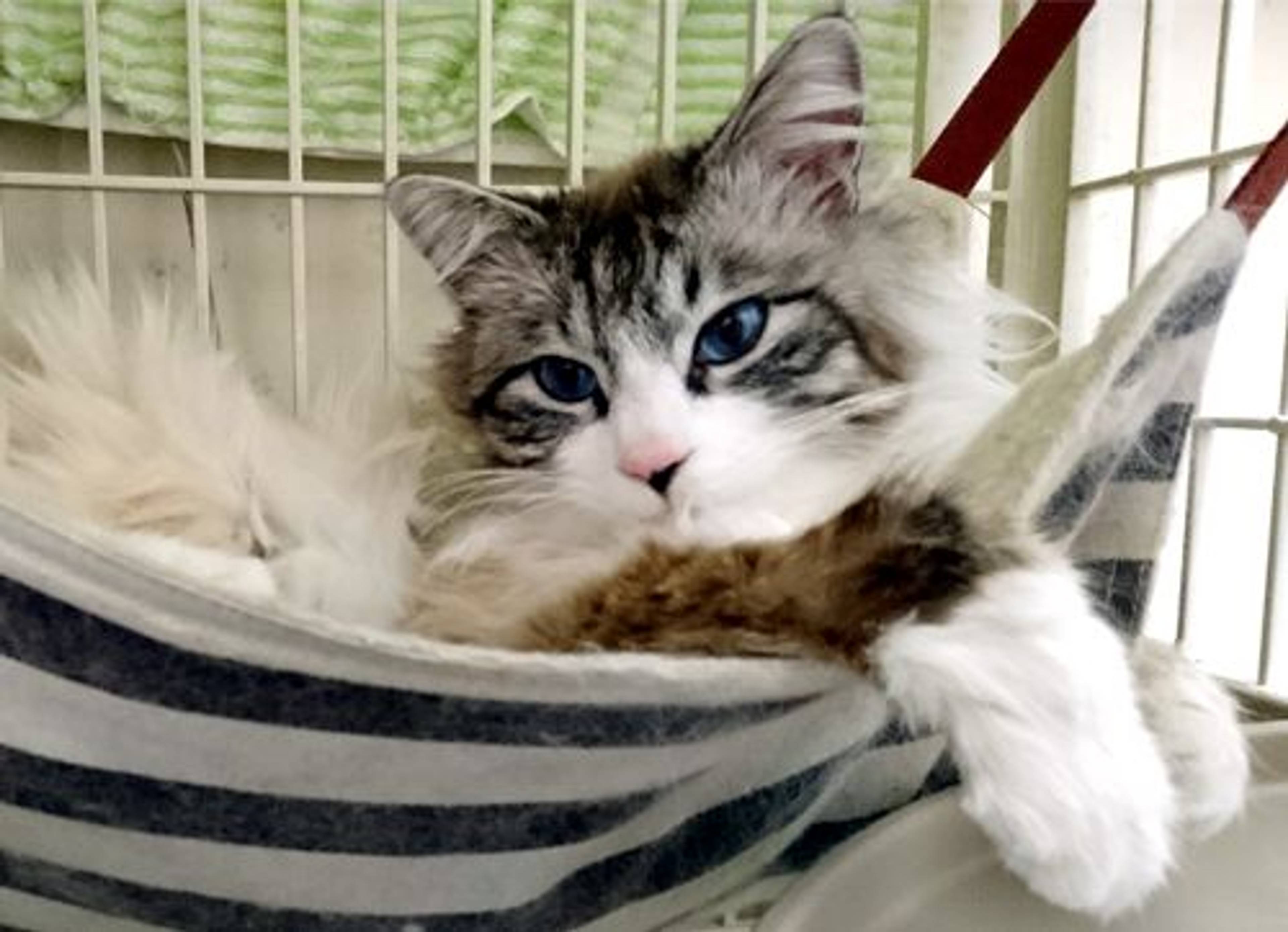 雑種（ミックス猫）・オスの里親募集の写真