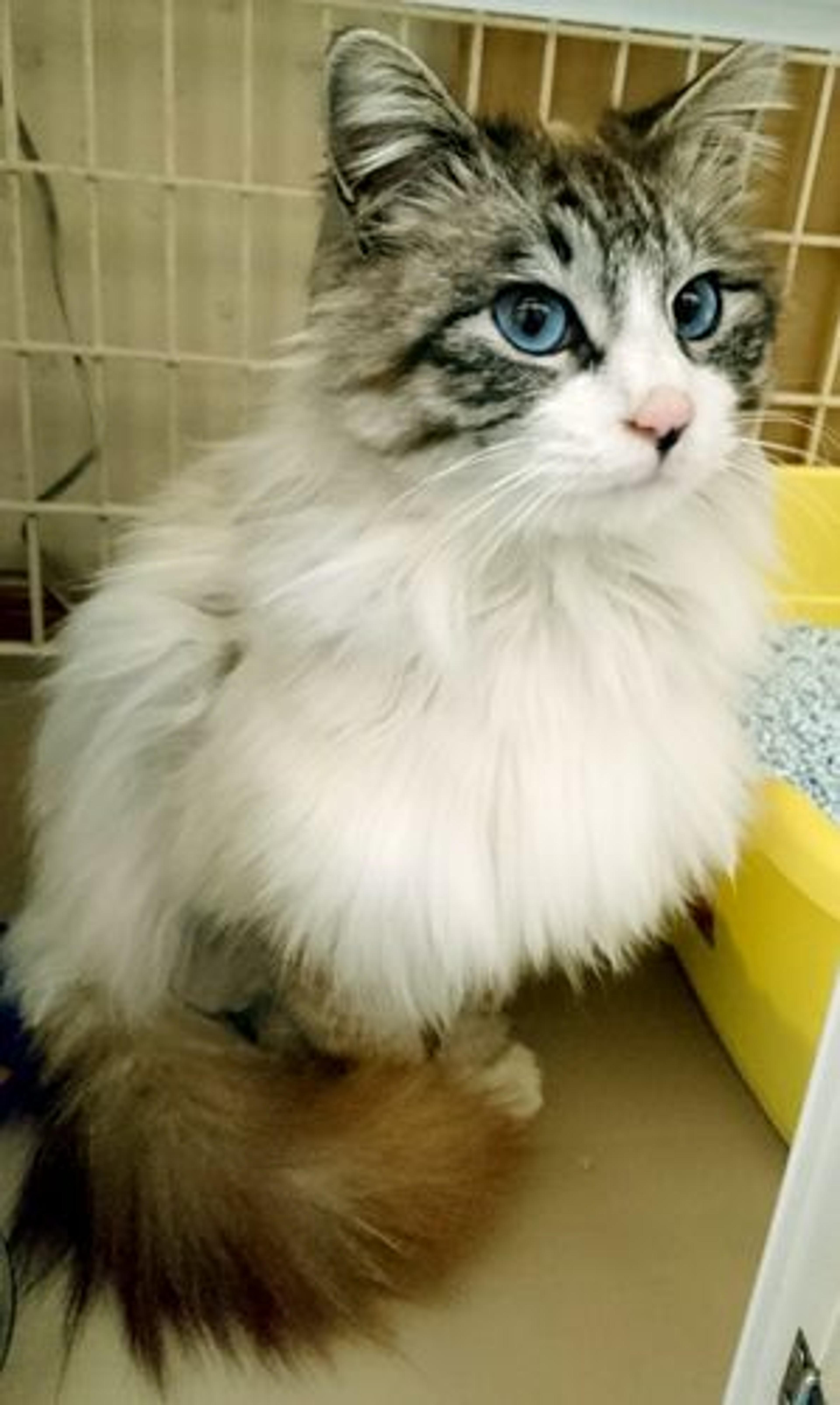 pet-image-2
