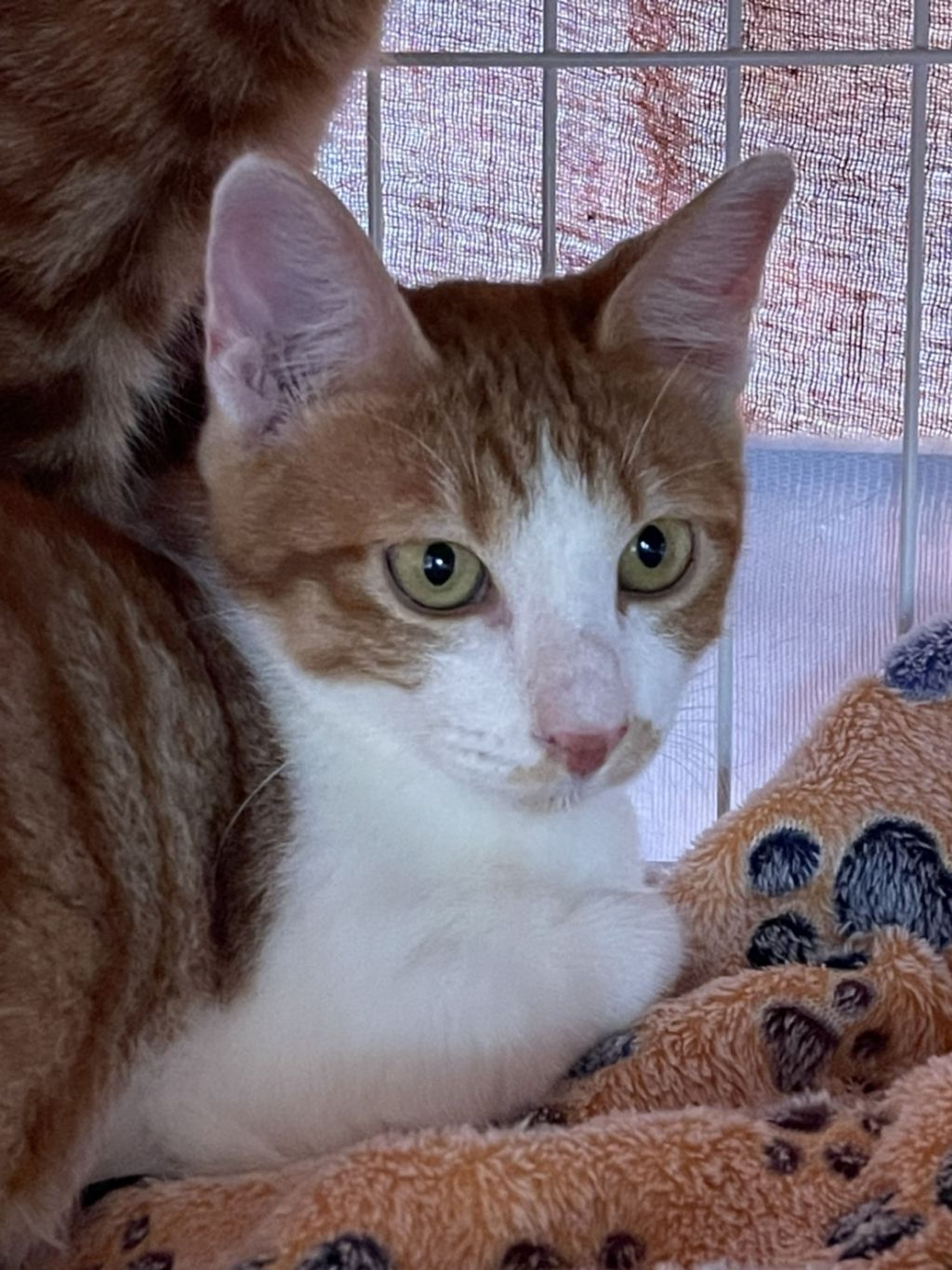 雑種（ミックス猫）・オスの里親募集の写真