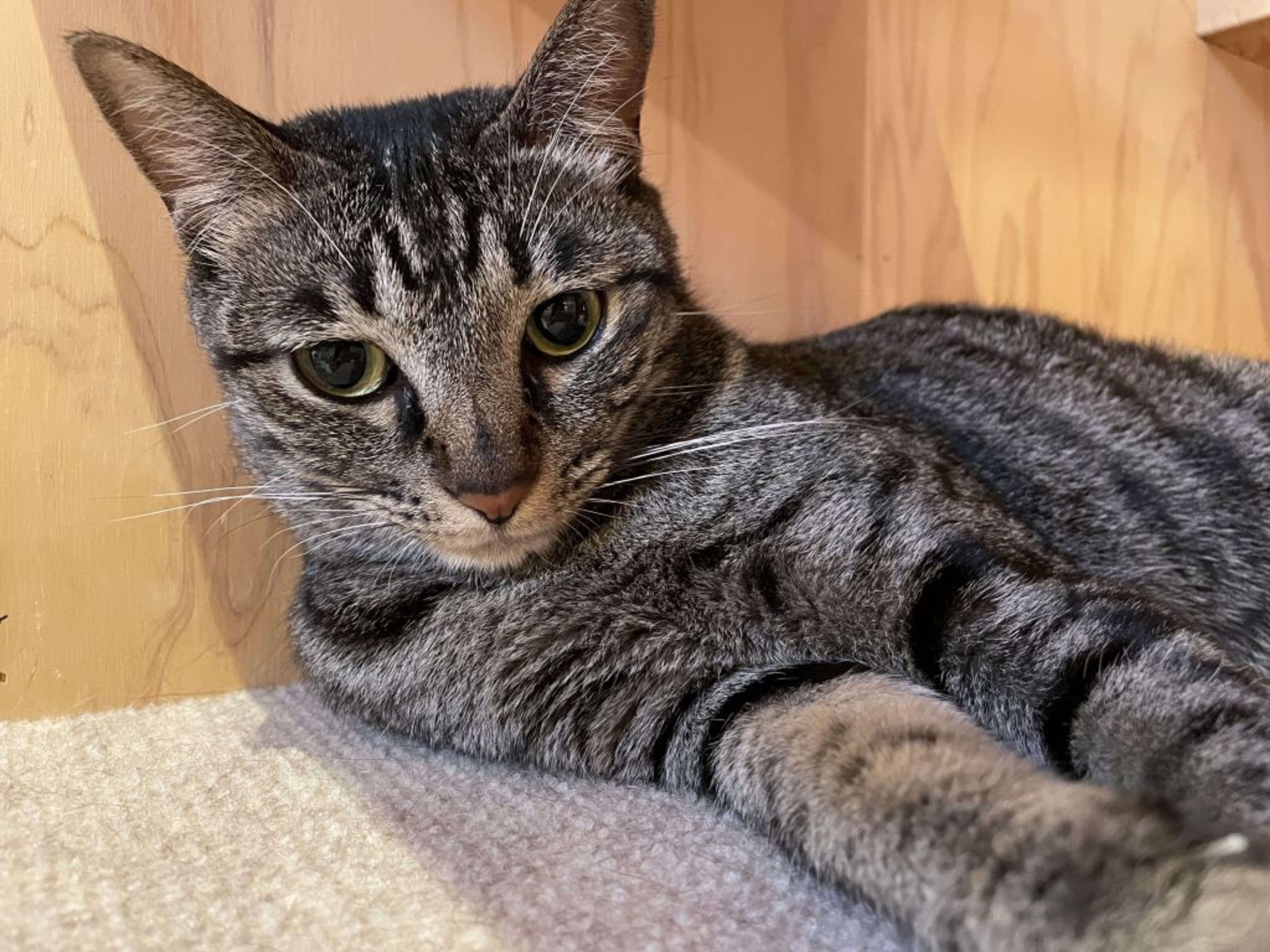 雑種（ミックス猫）・メスの里親募集の写真