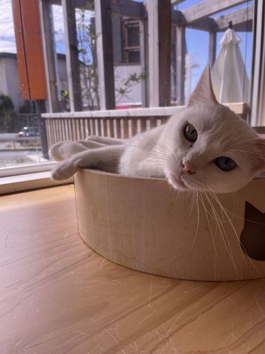 さくらの写真