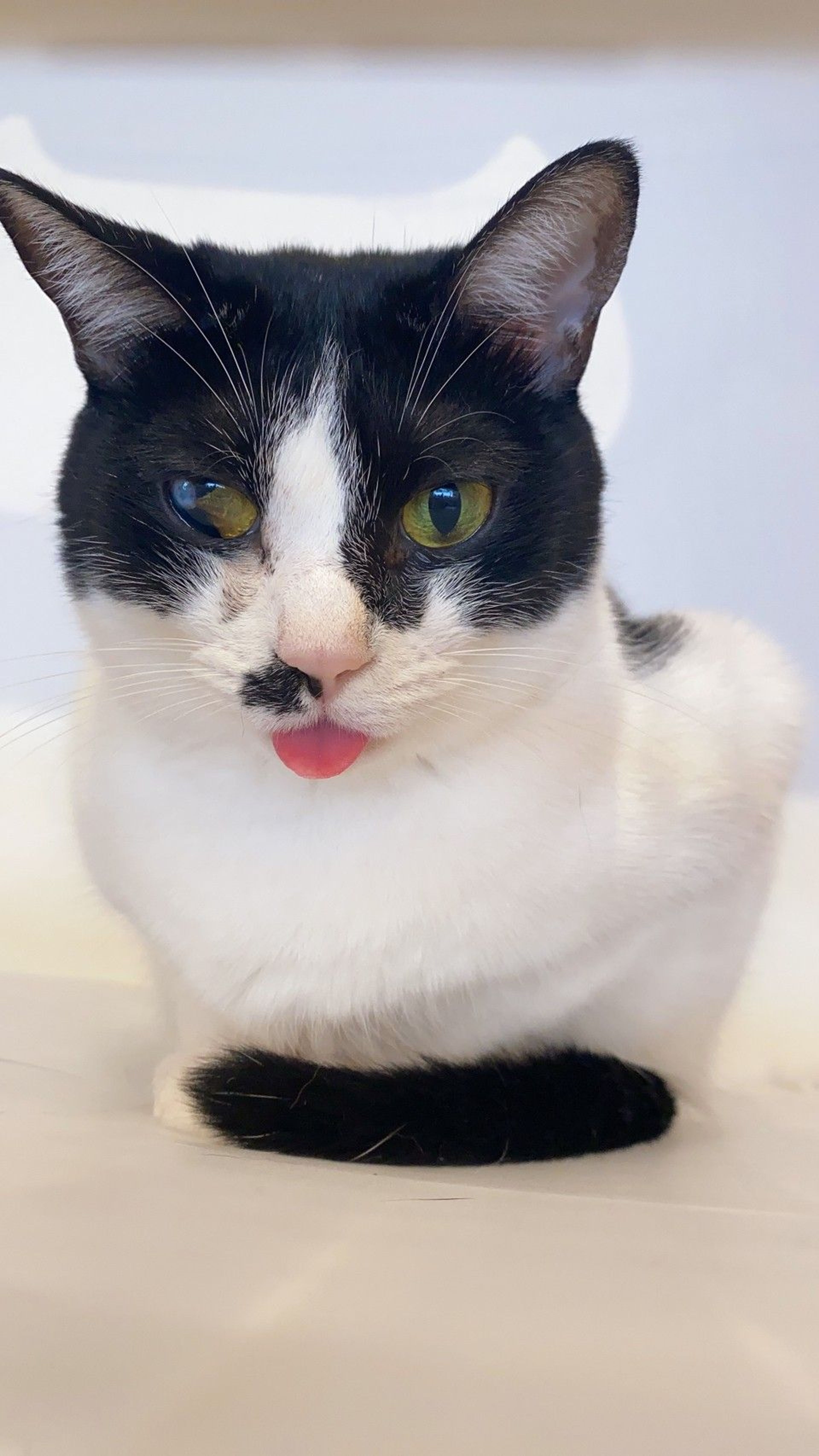 pet-image-2