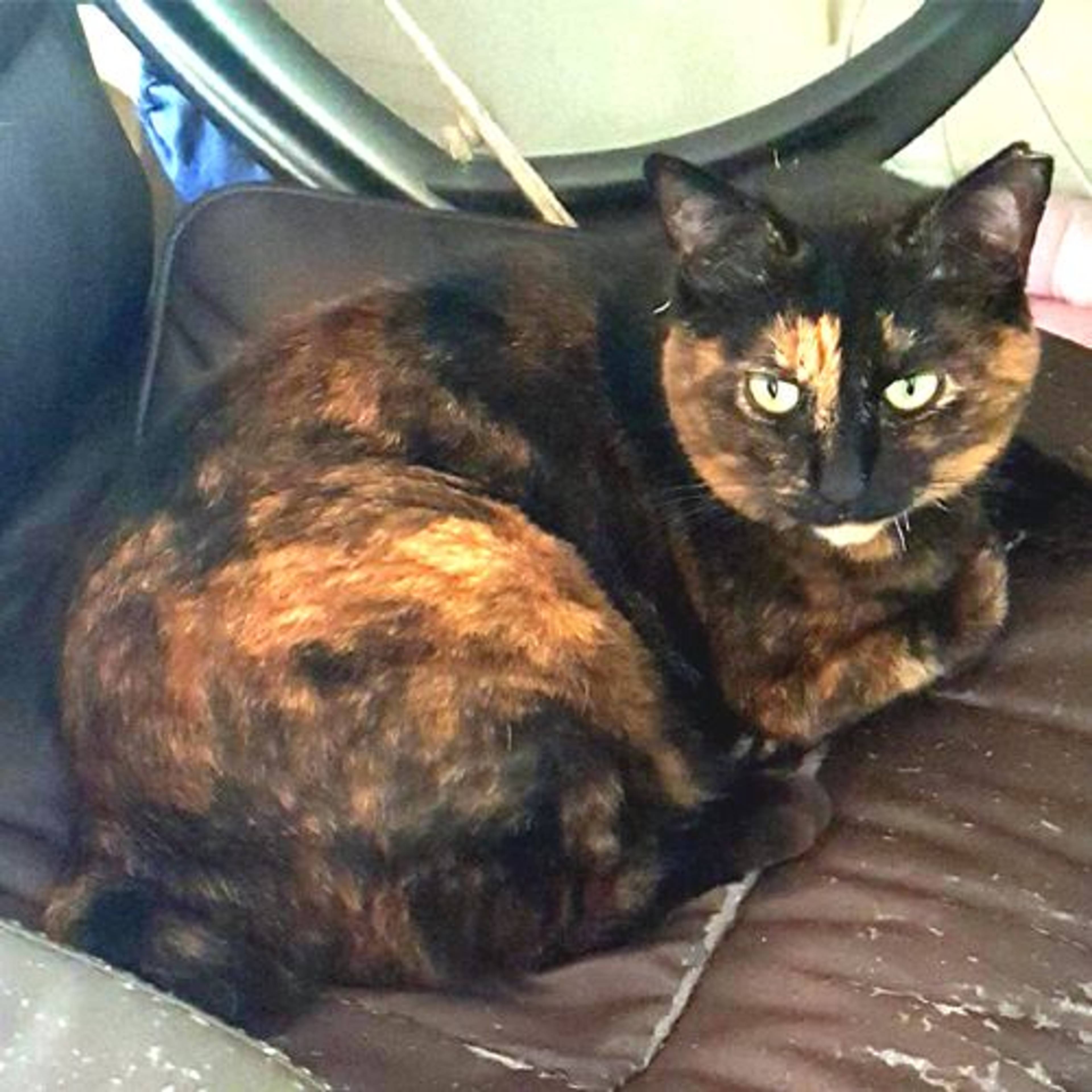 雑種（ミックス猫）・メスの里親募集の写真