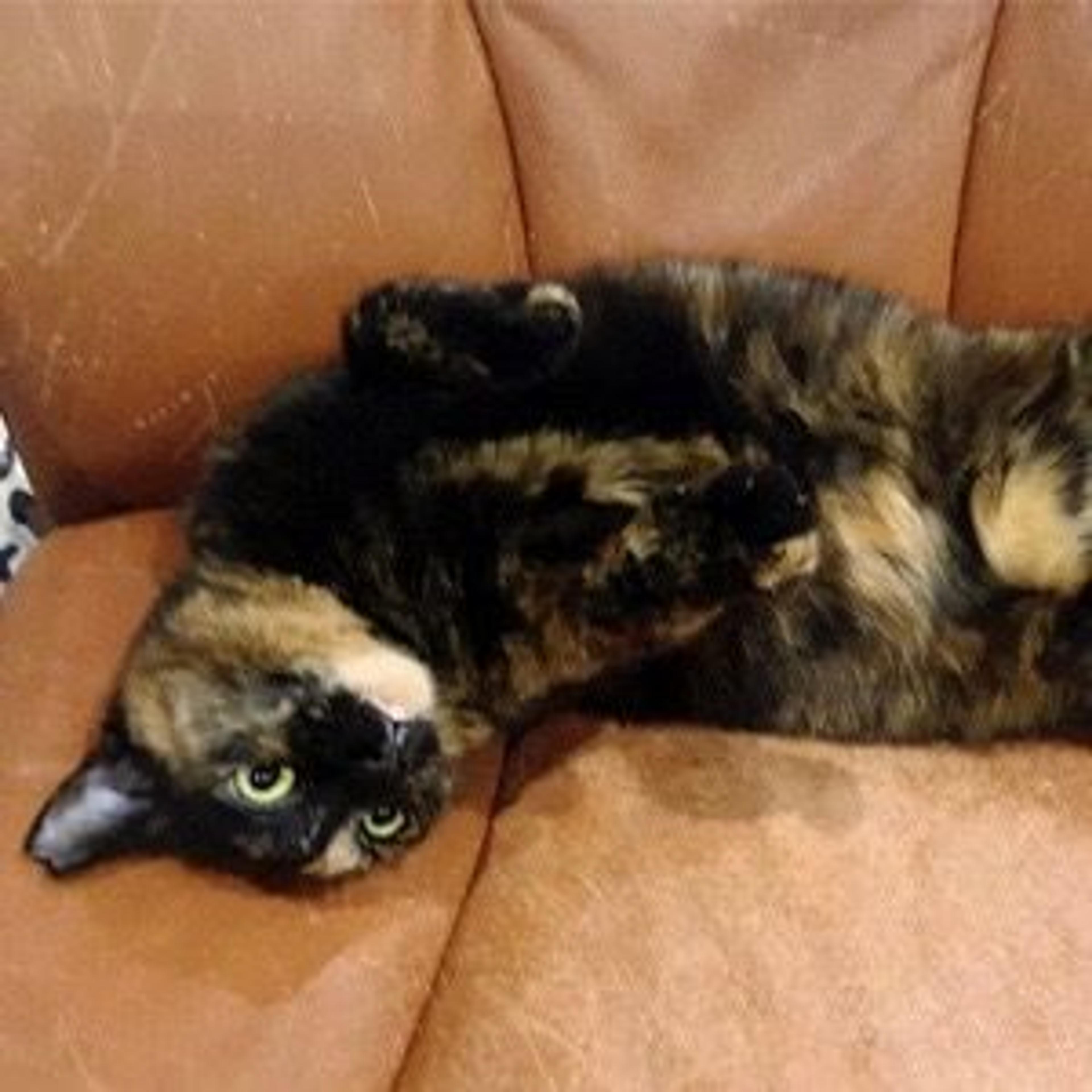pet-image-2