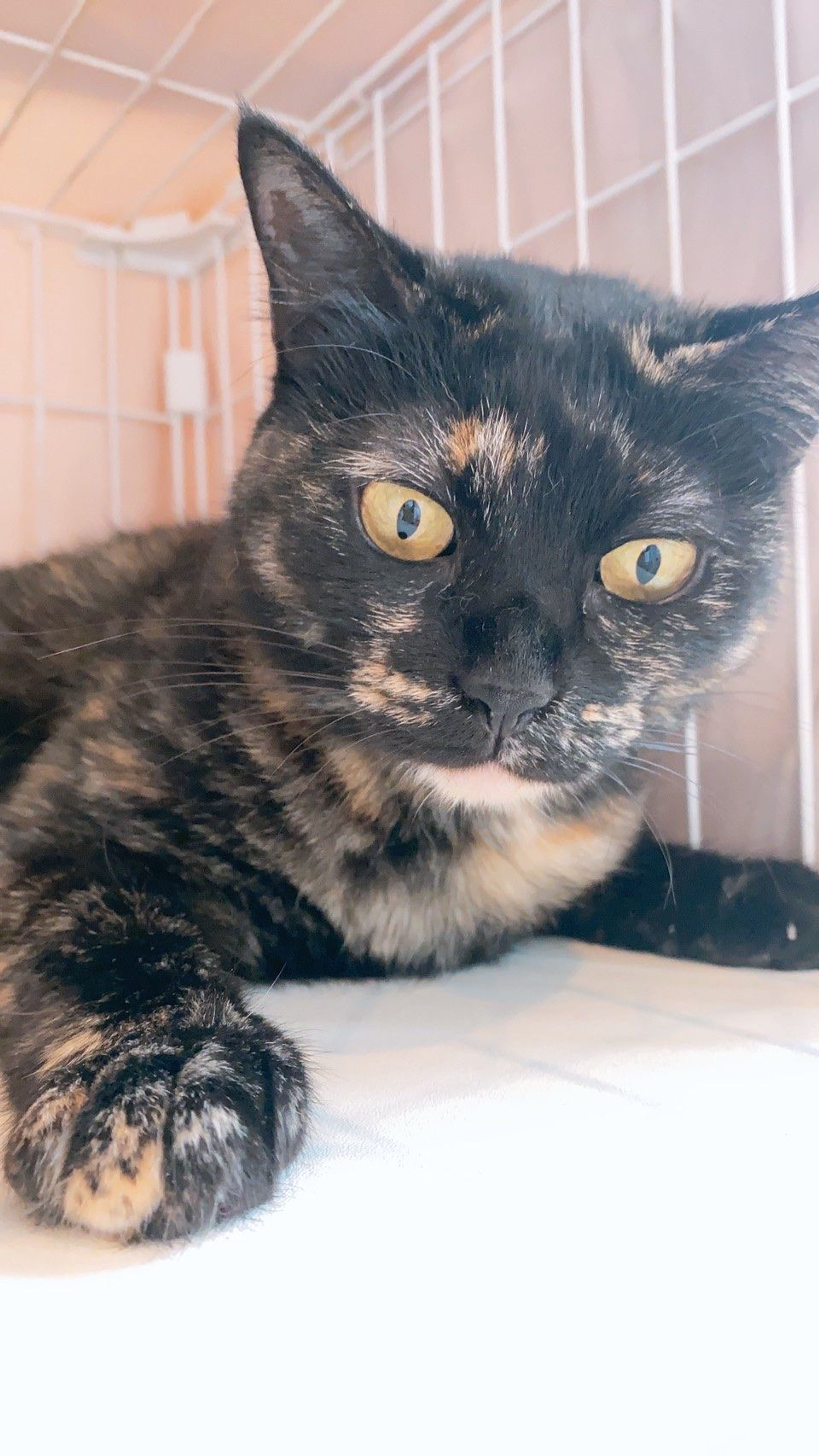 雑種（ミックス猫）・メスの里親募集の写真
