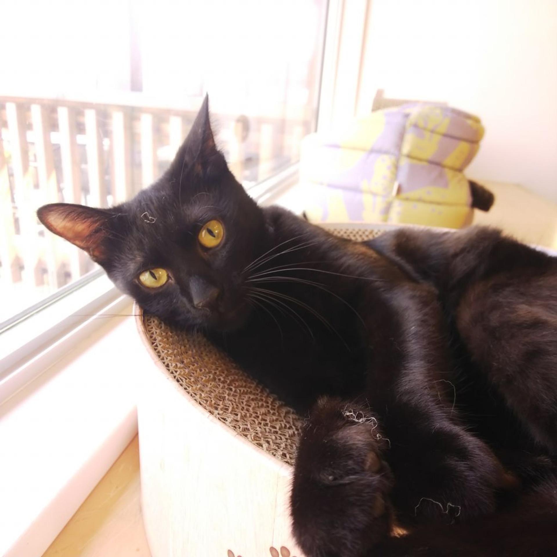 pet-image-2