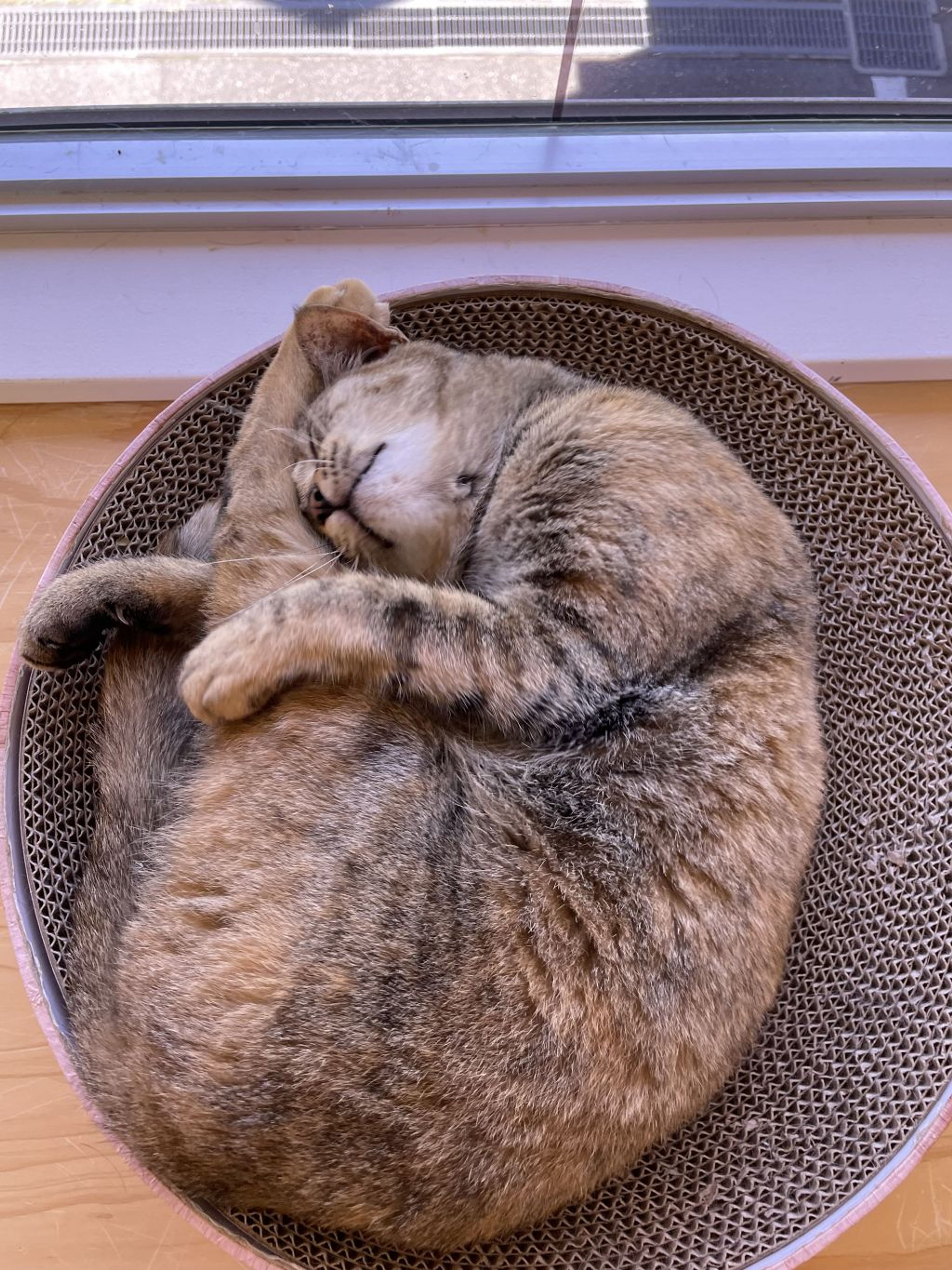 pet-image-2