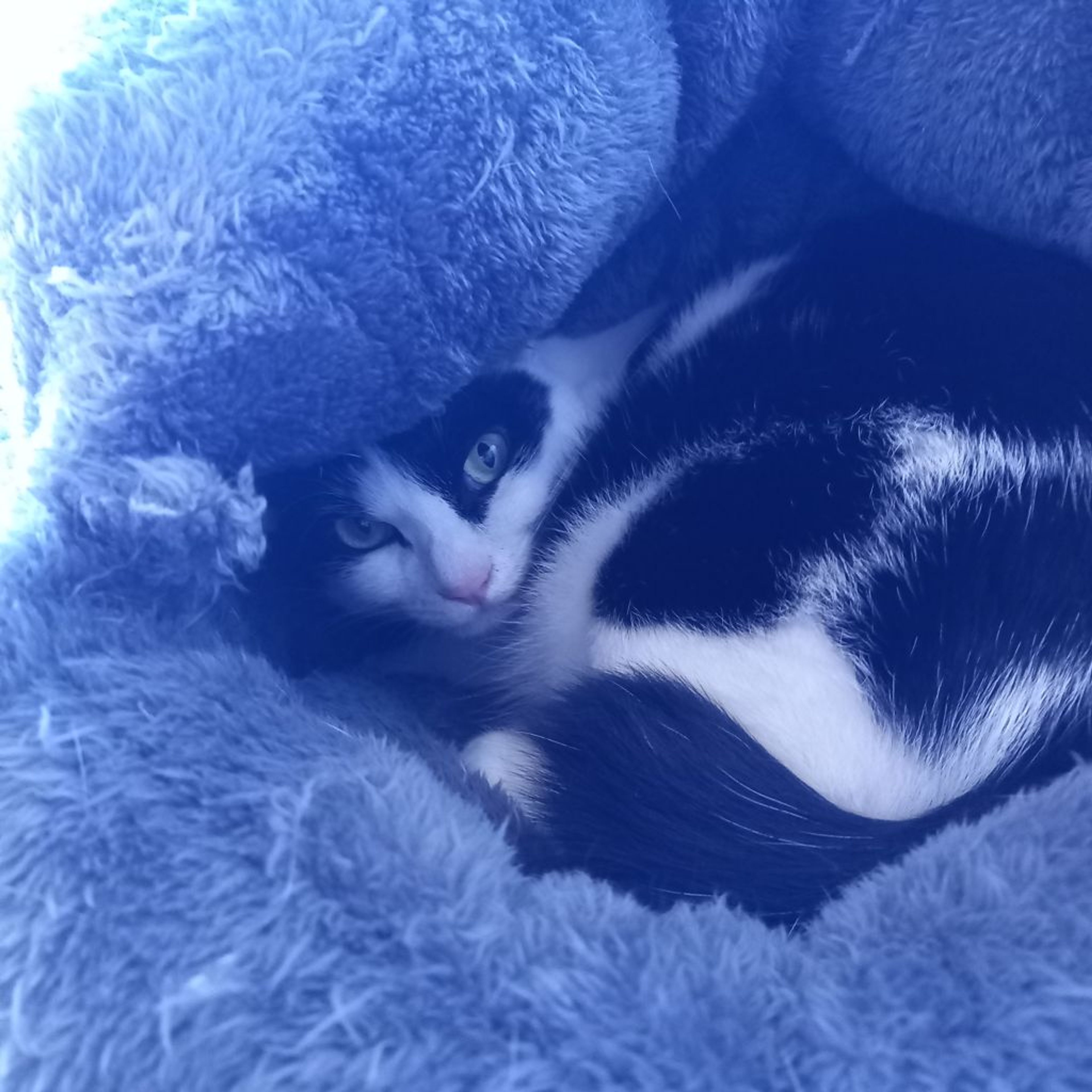 pet-image-2