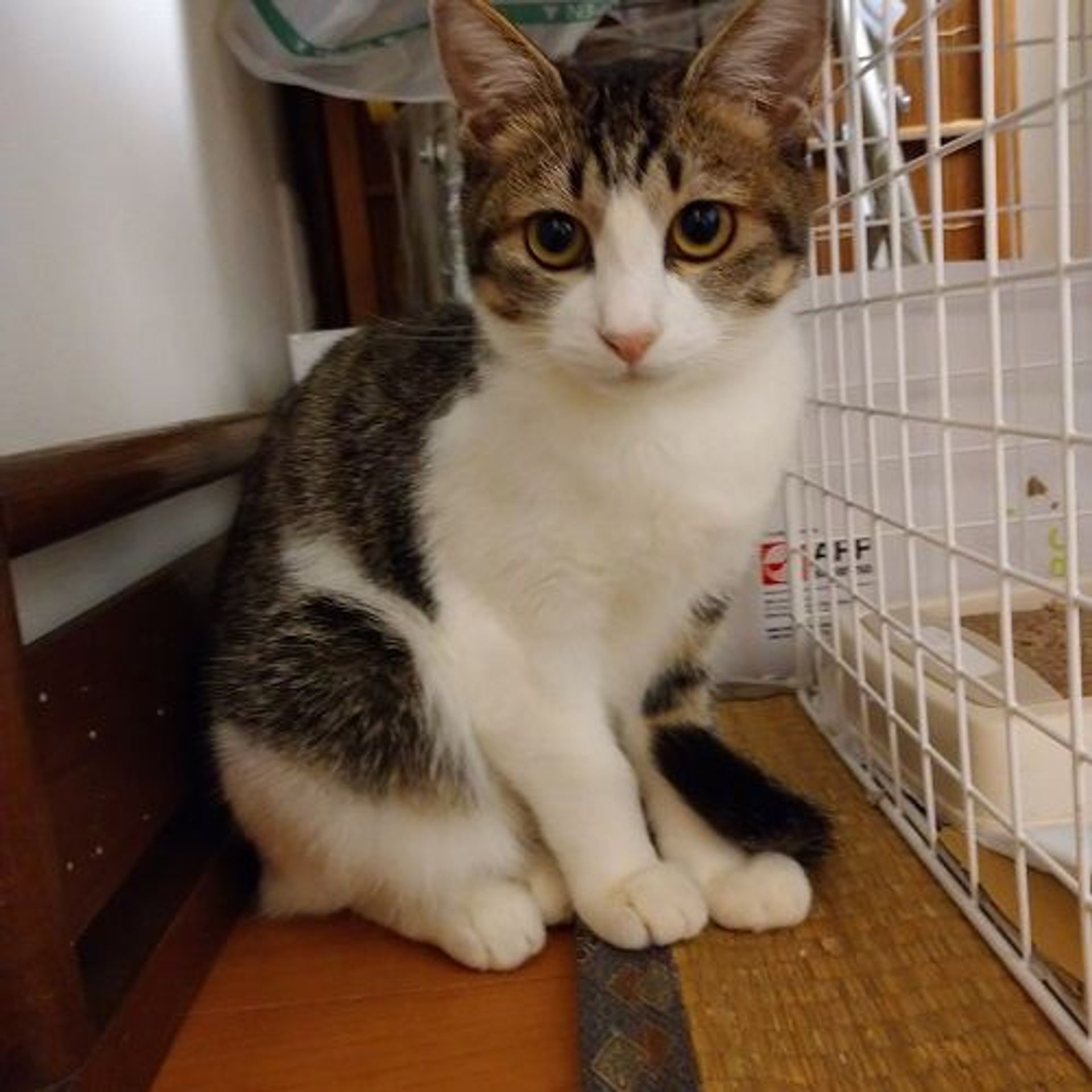 雑種（ミックス猫）・メスの里親募集の写真