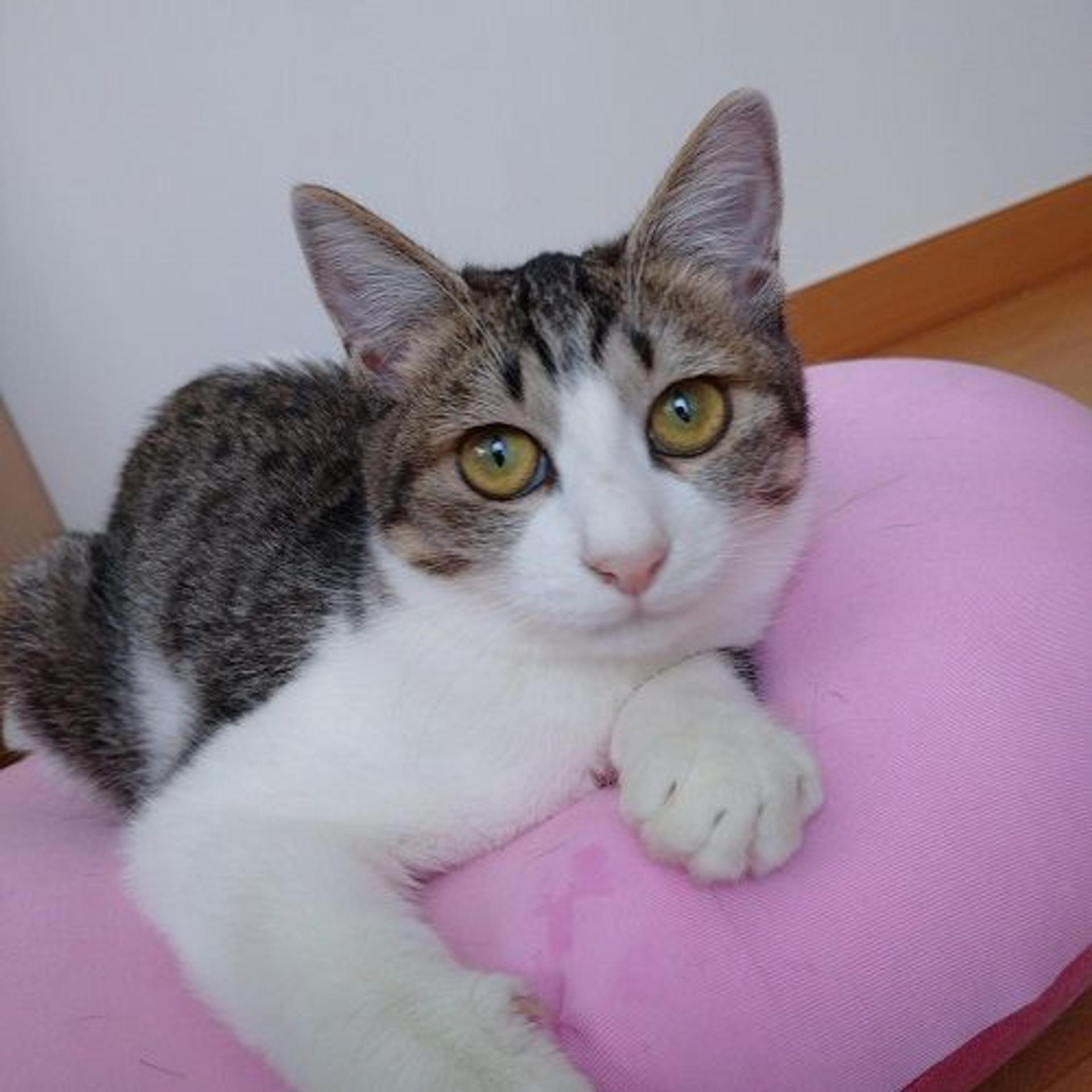 pet-image-2