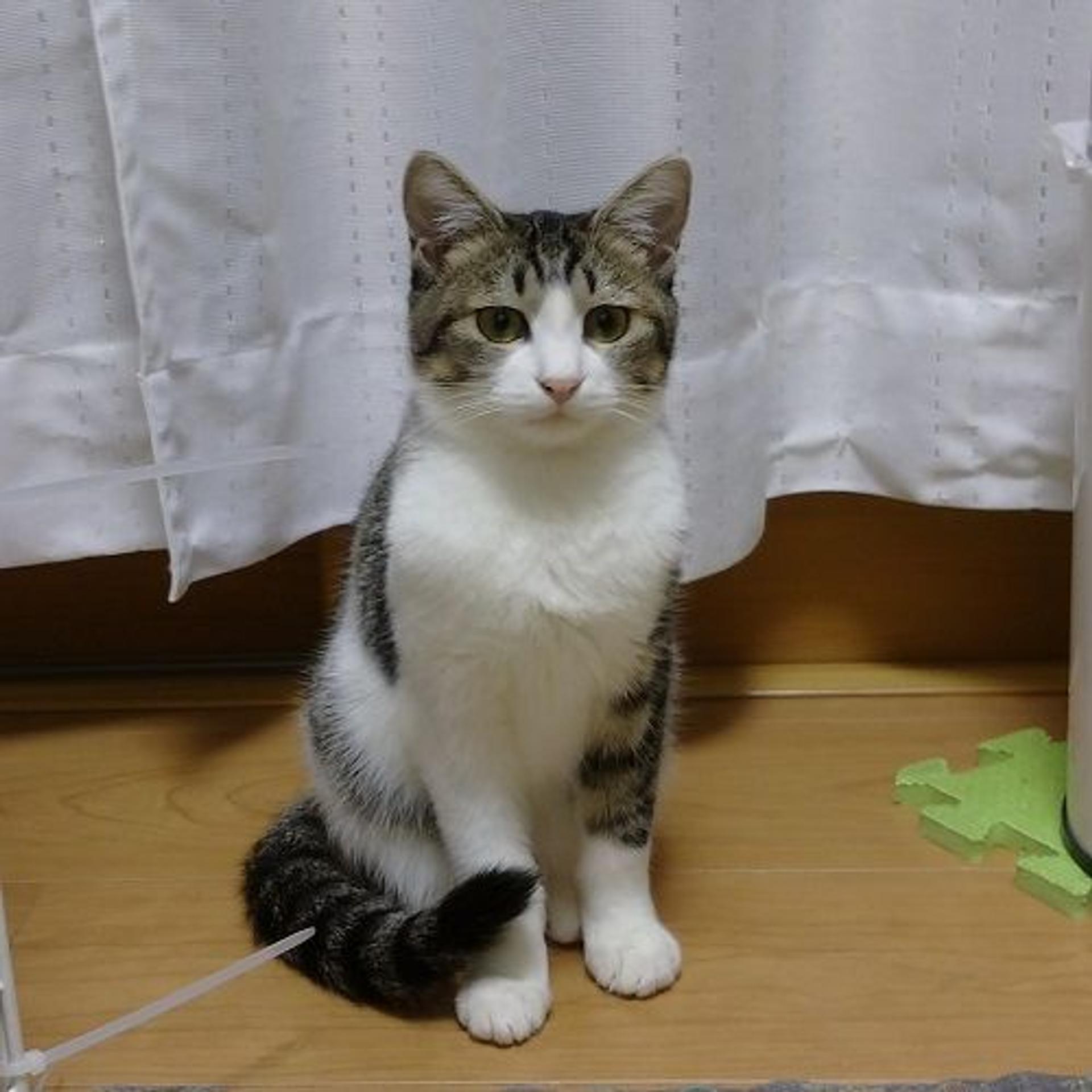 pet-image-3