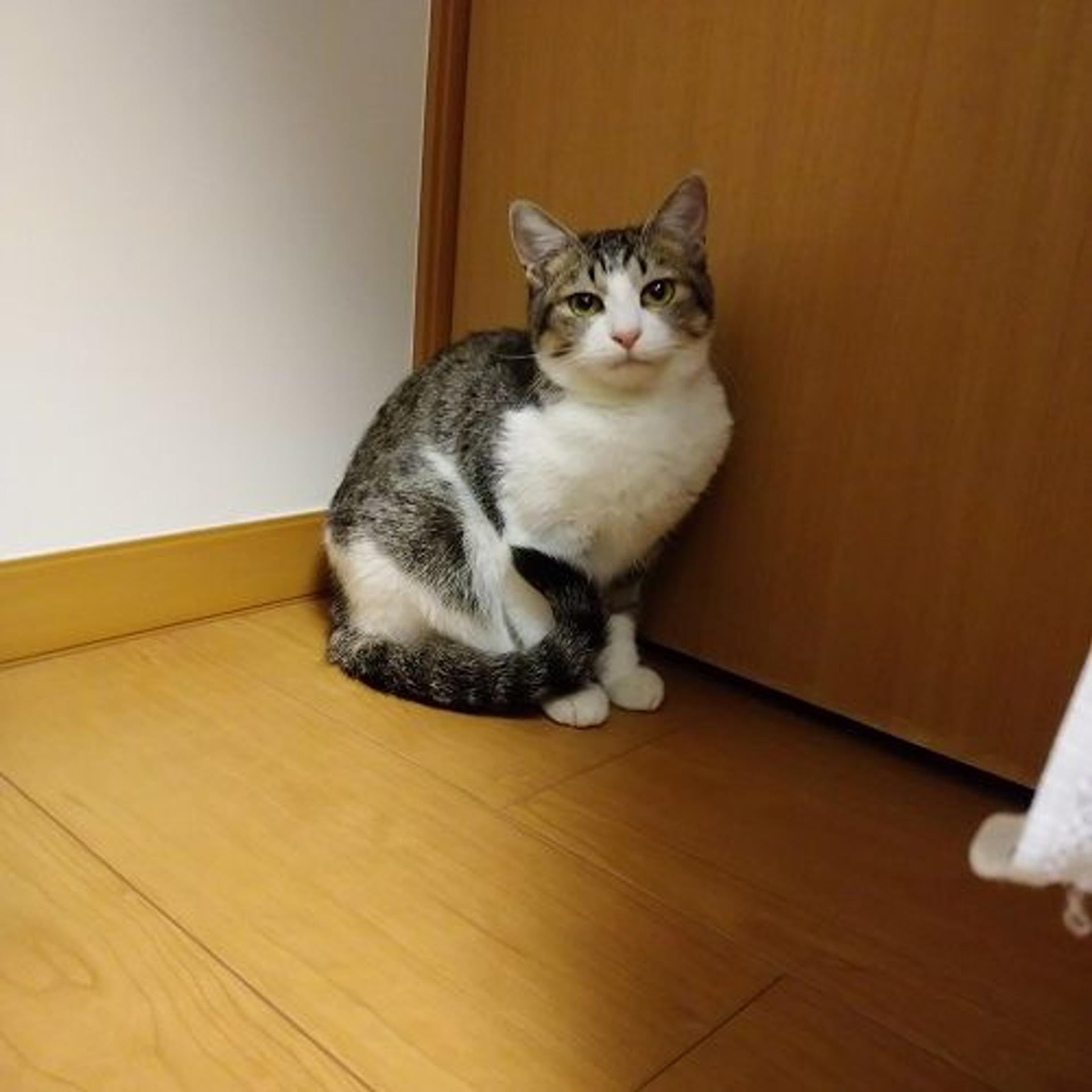 pet-image-4