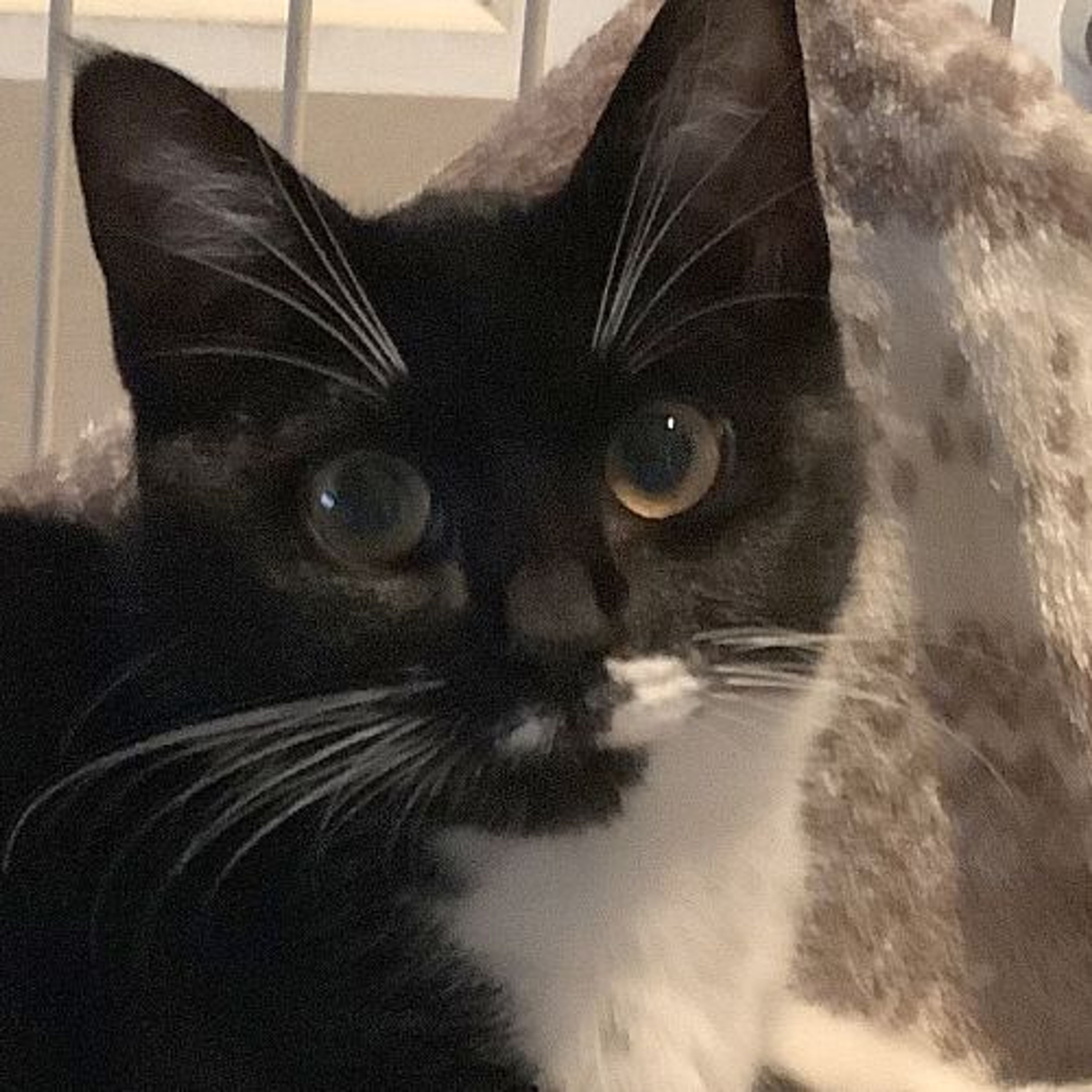 雑種（ミックス猫）・メスの里親募集の写真