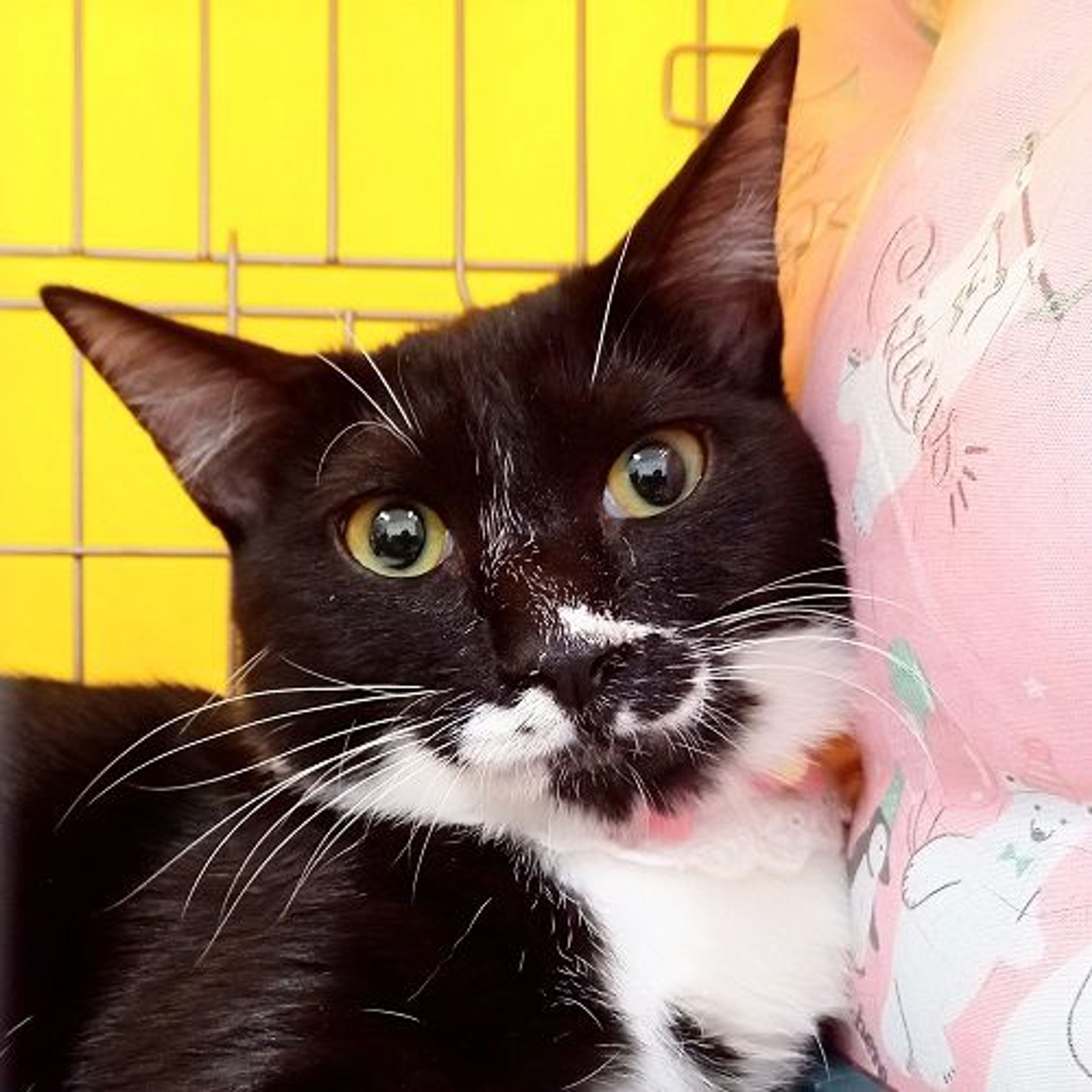 雑種（ミックス猫）・メスの里親募集の写真
