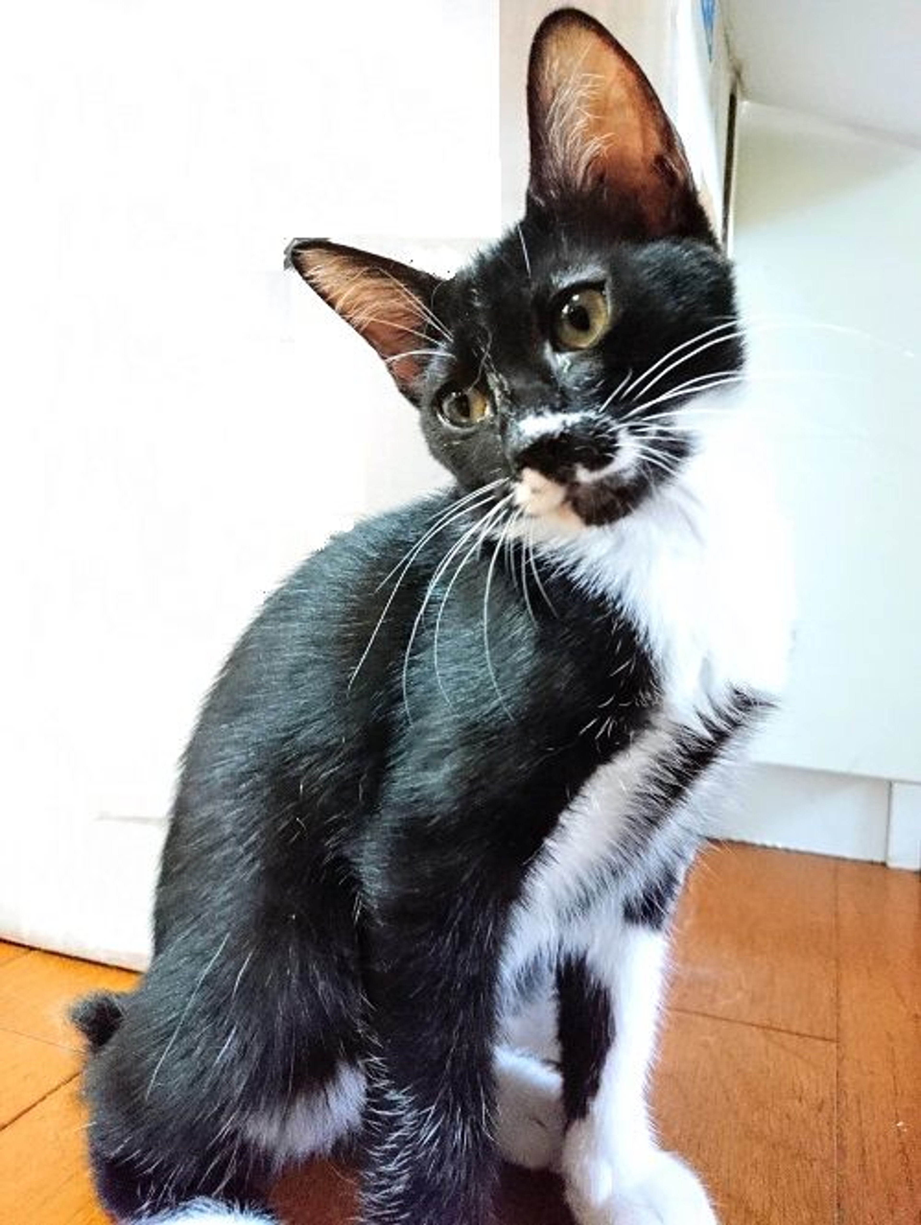 pet-image-4