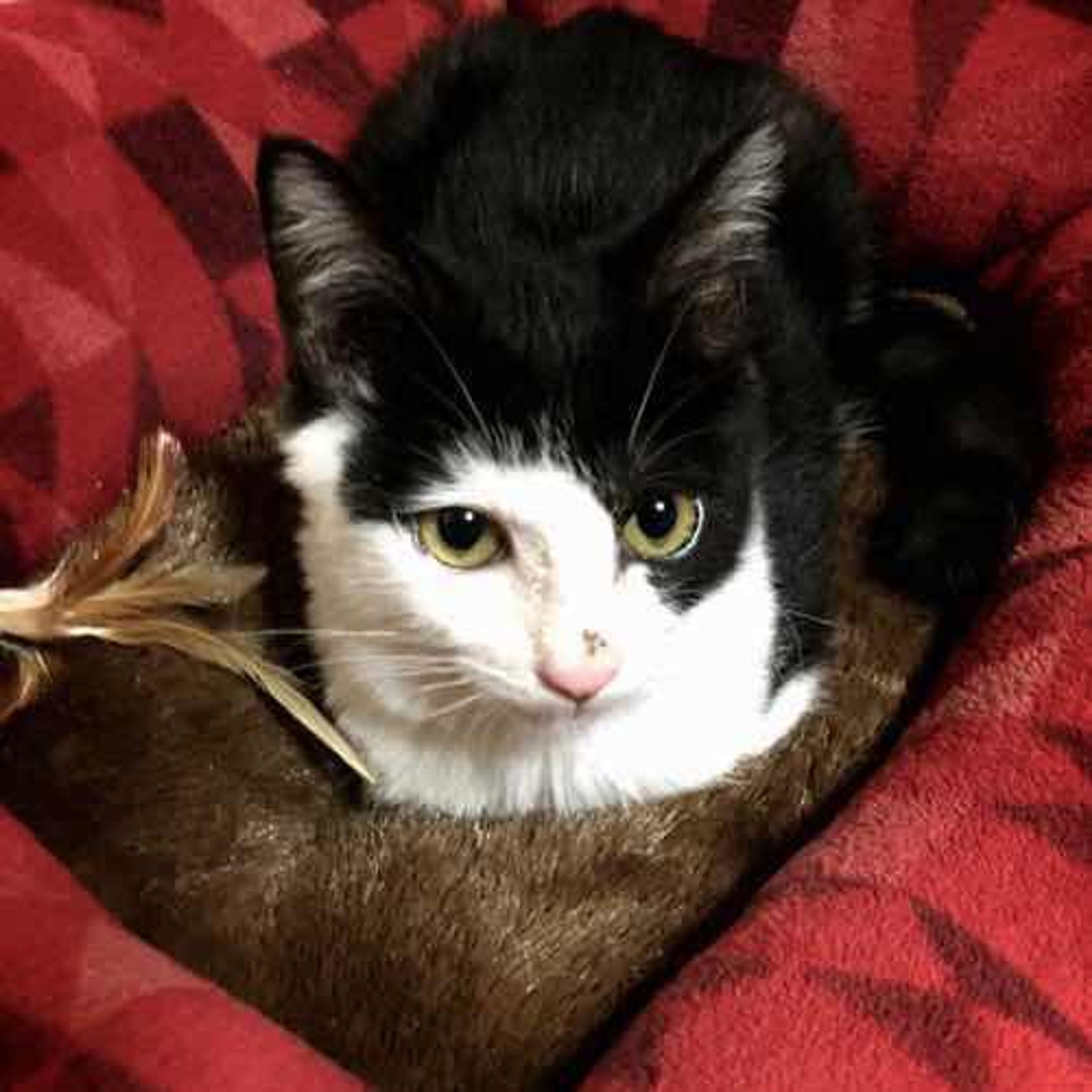 pet-image-3