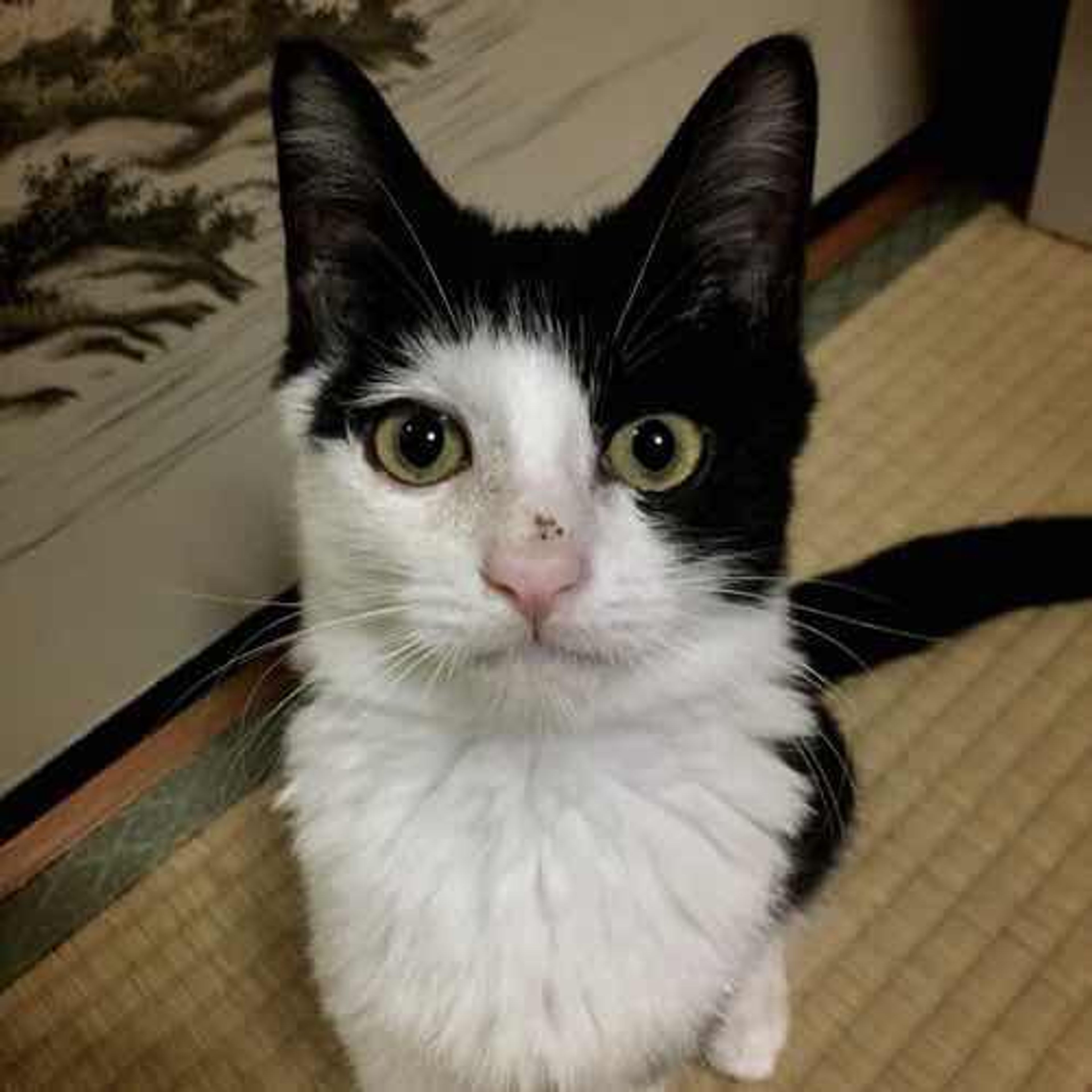 pet-image-4