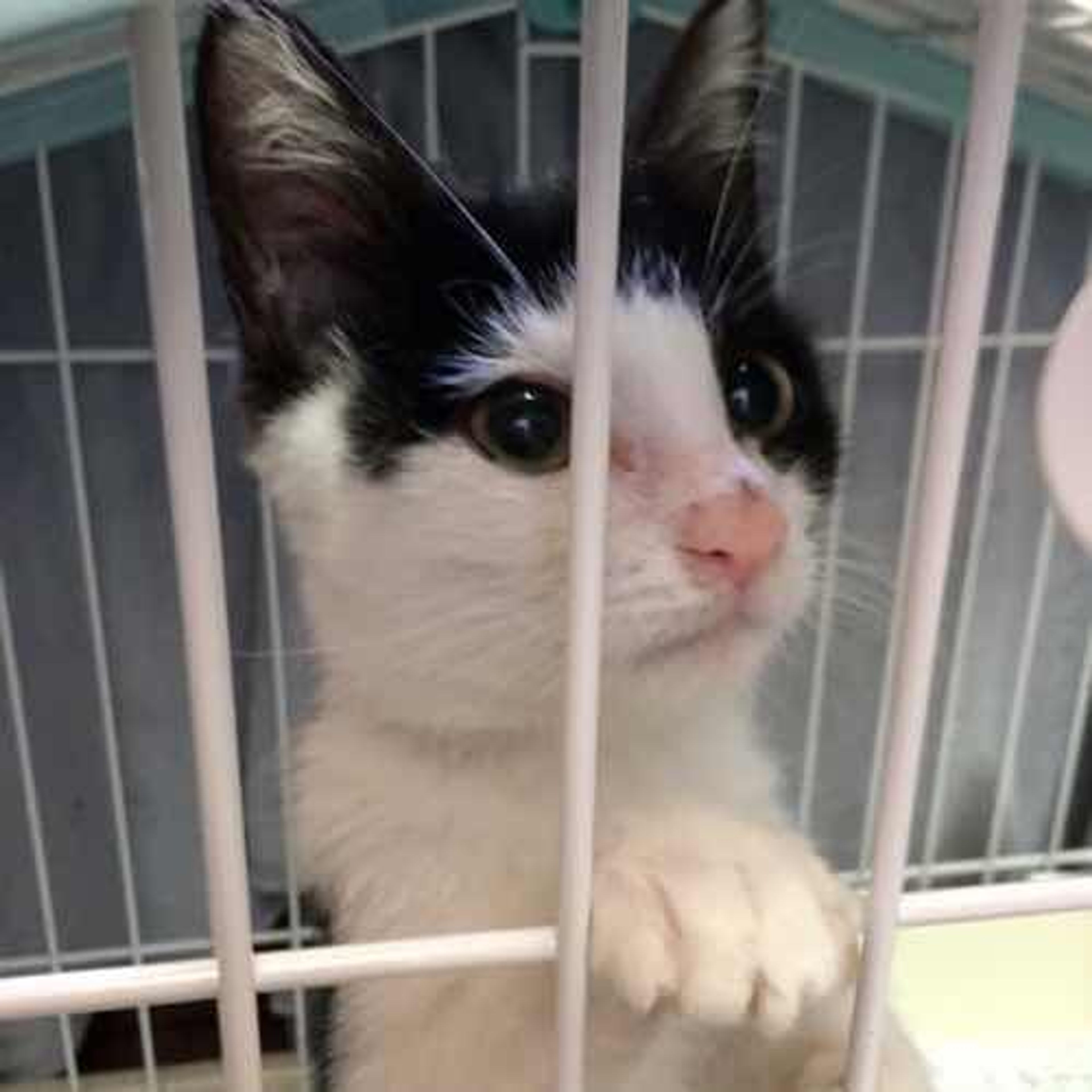 pet-image-5
