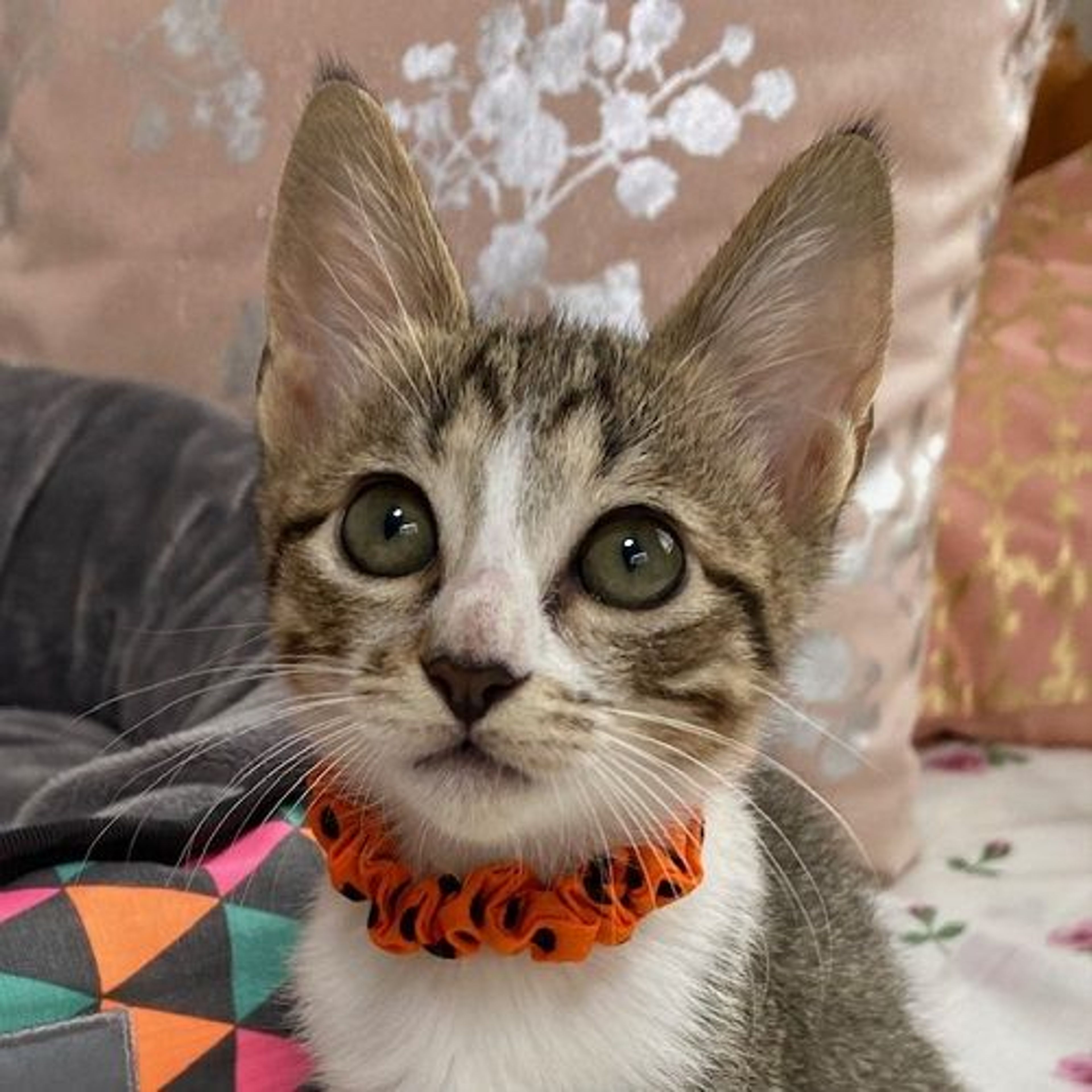 雑種（ミックス猫）・メスの里親募集の写真