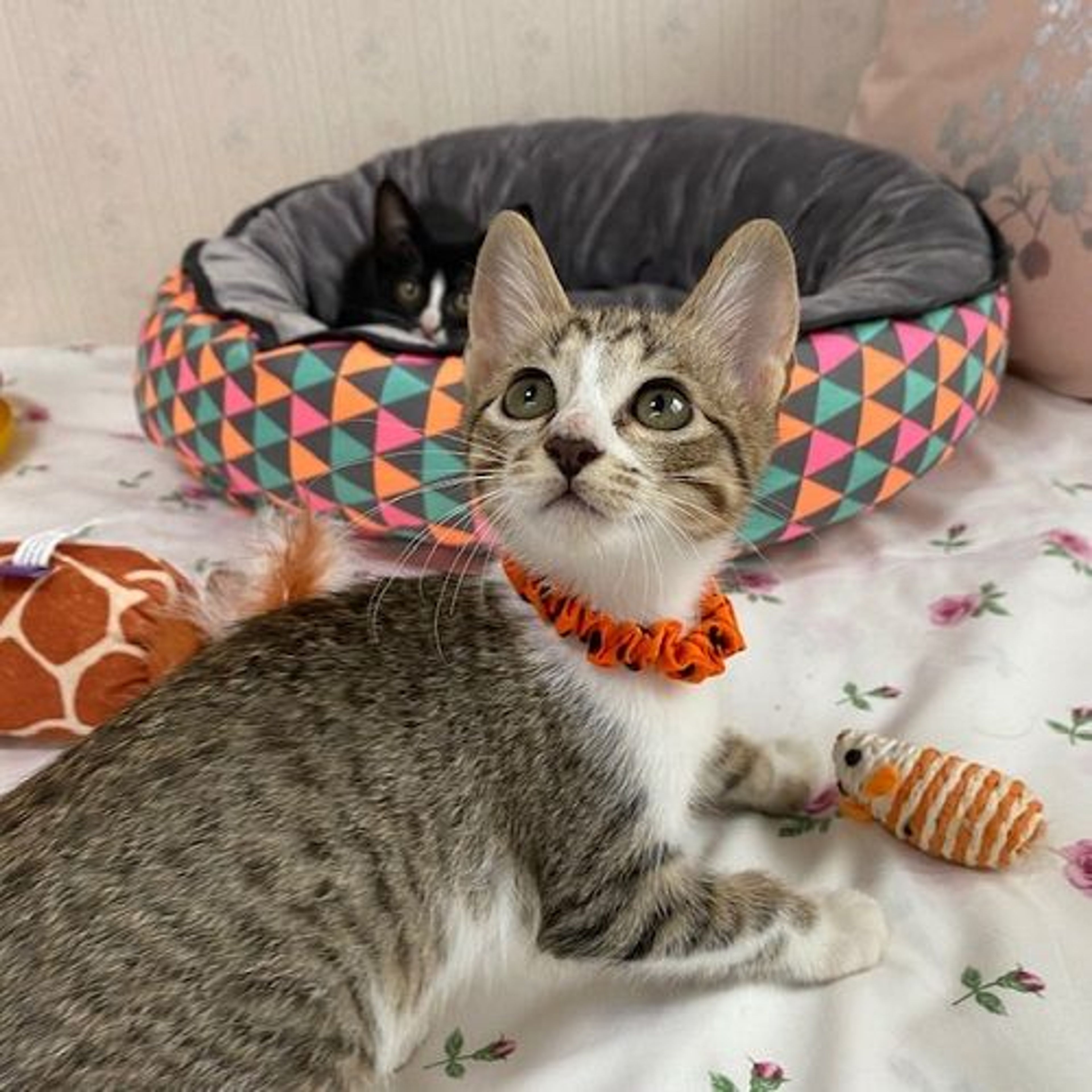 pet-image-2