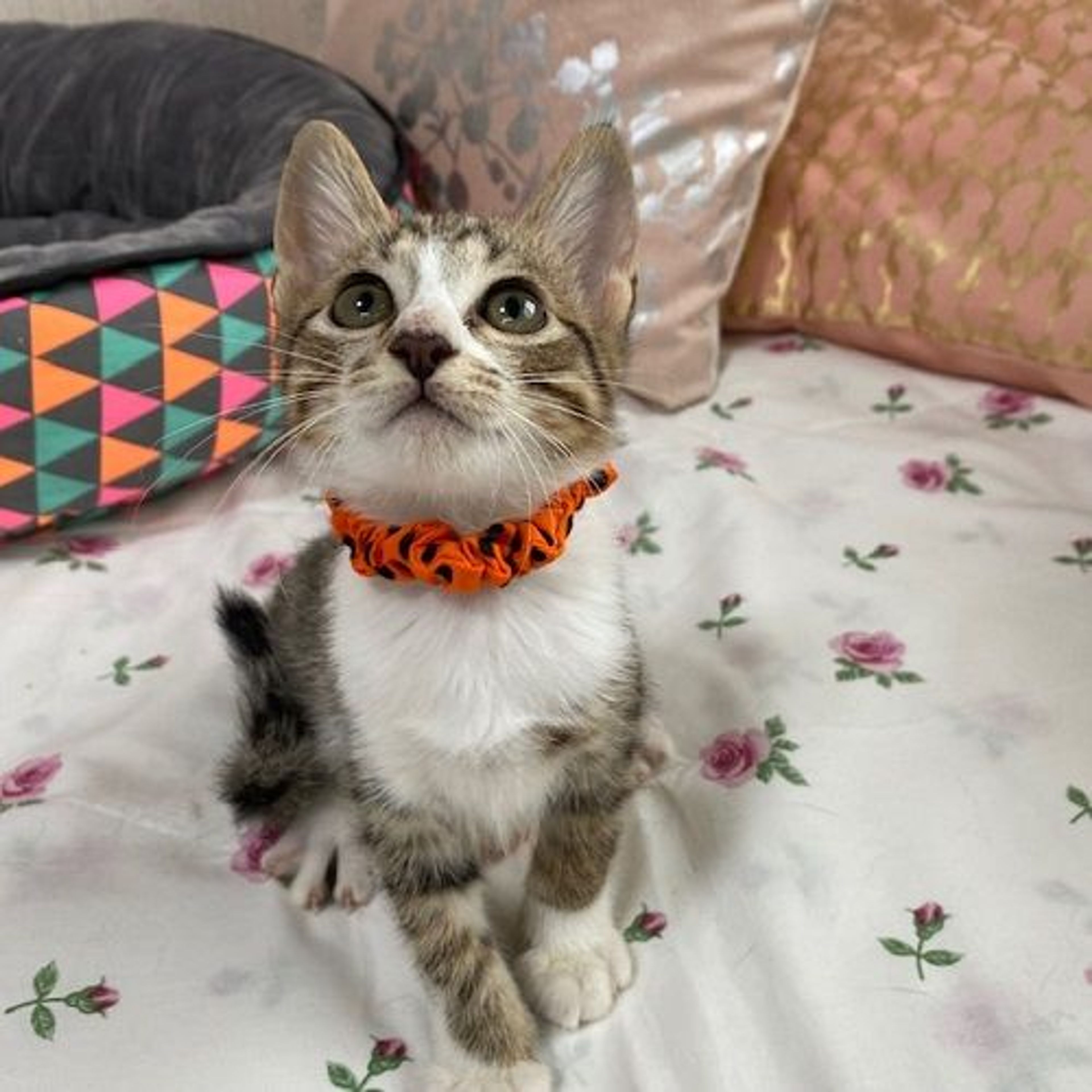pet-image-3