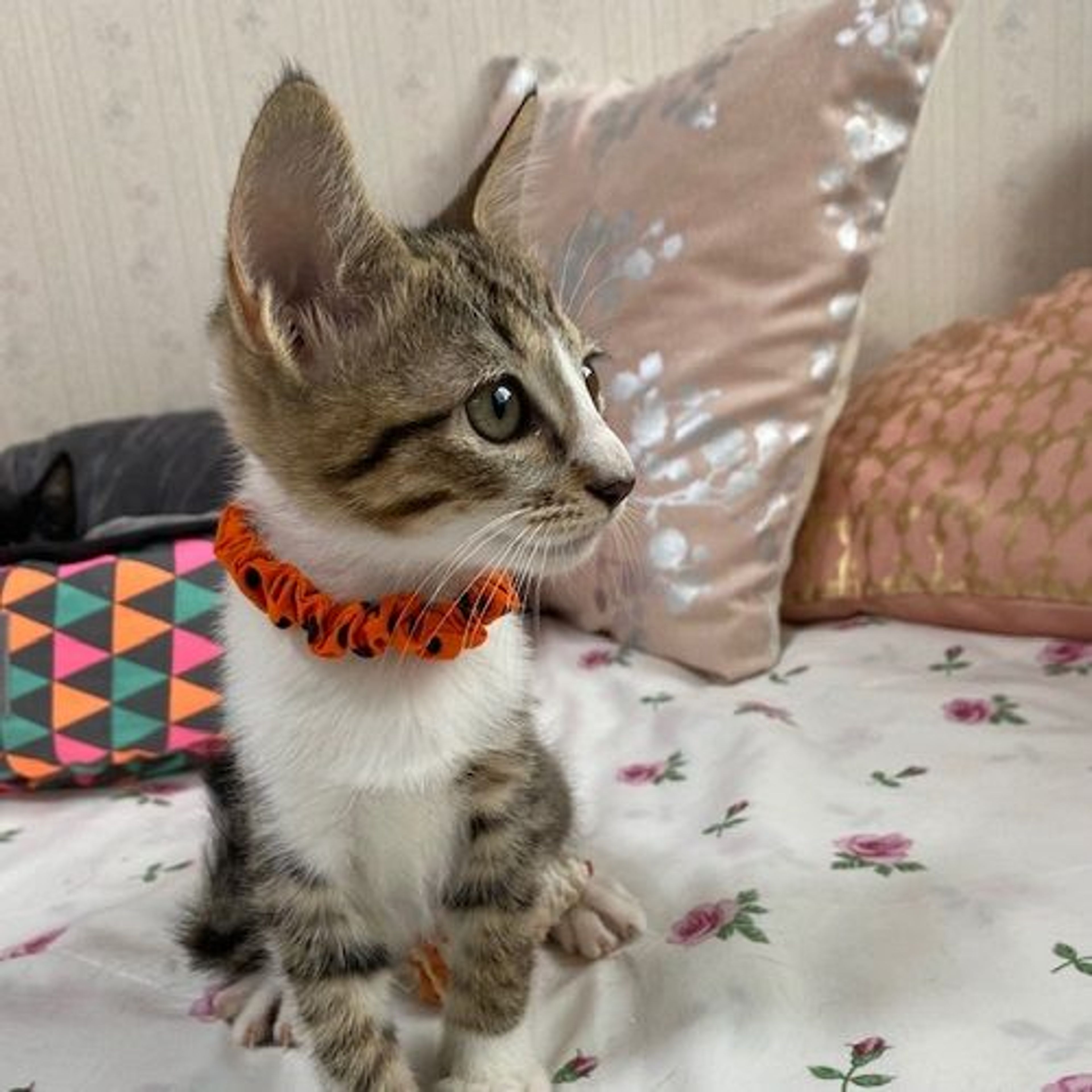 pet-image-4