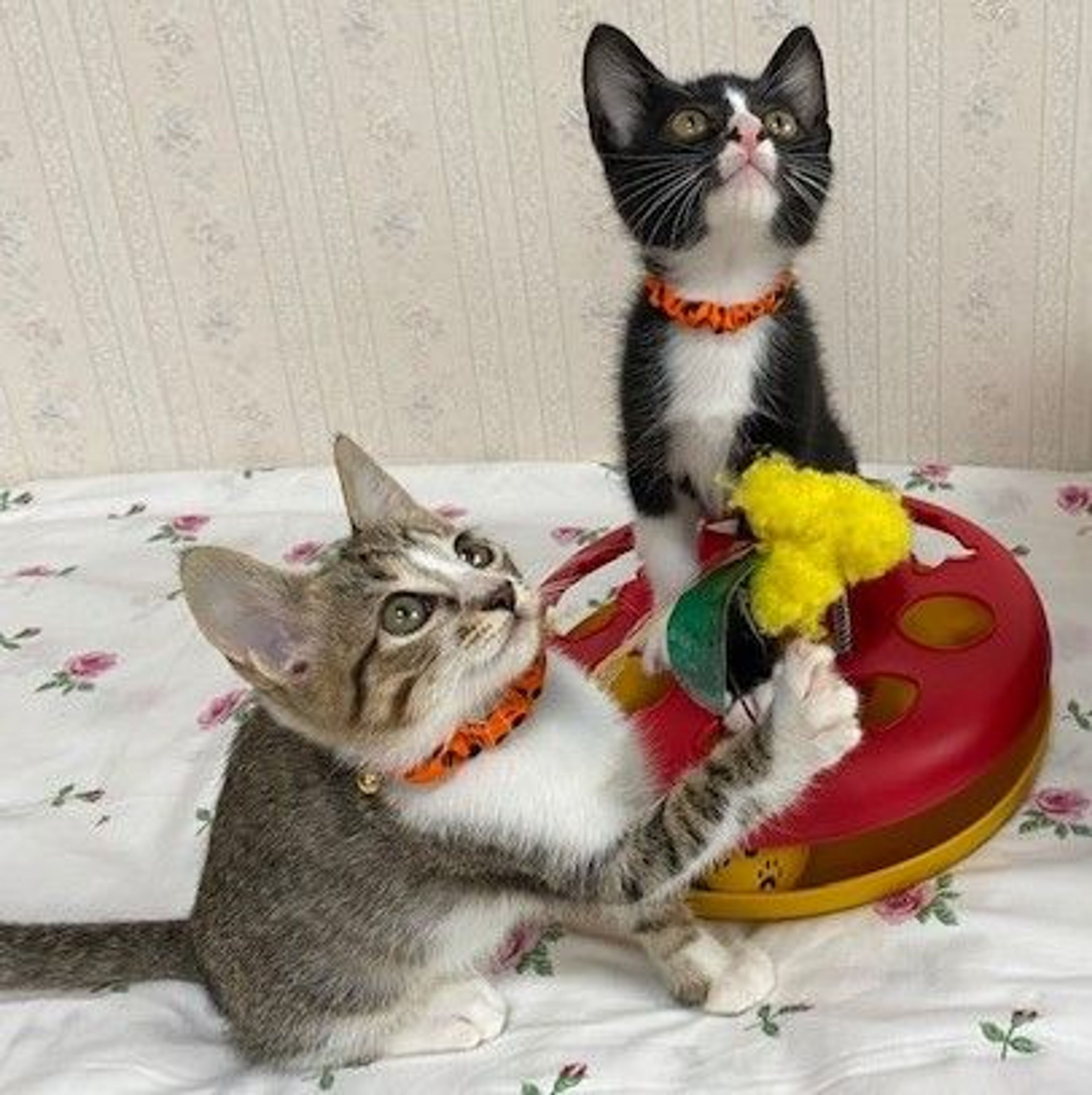 pet-image-5