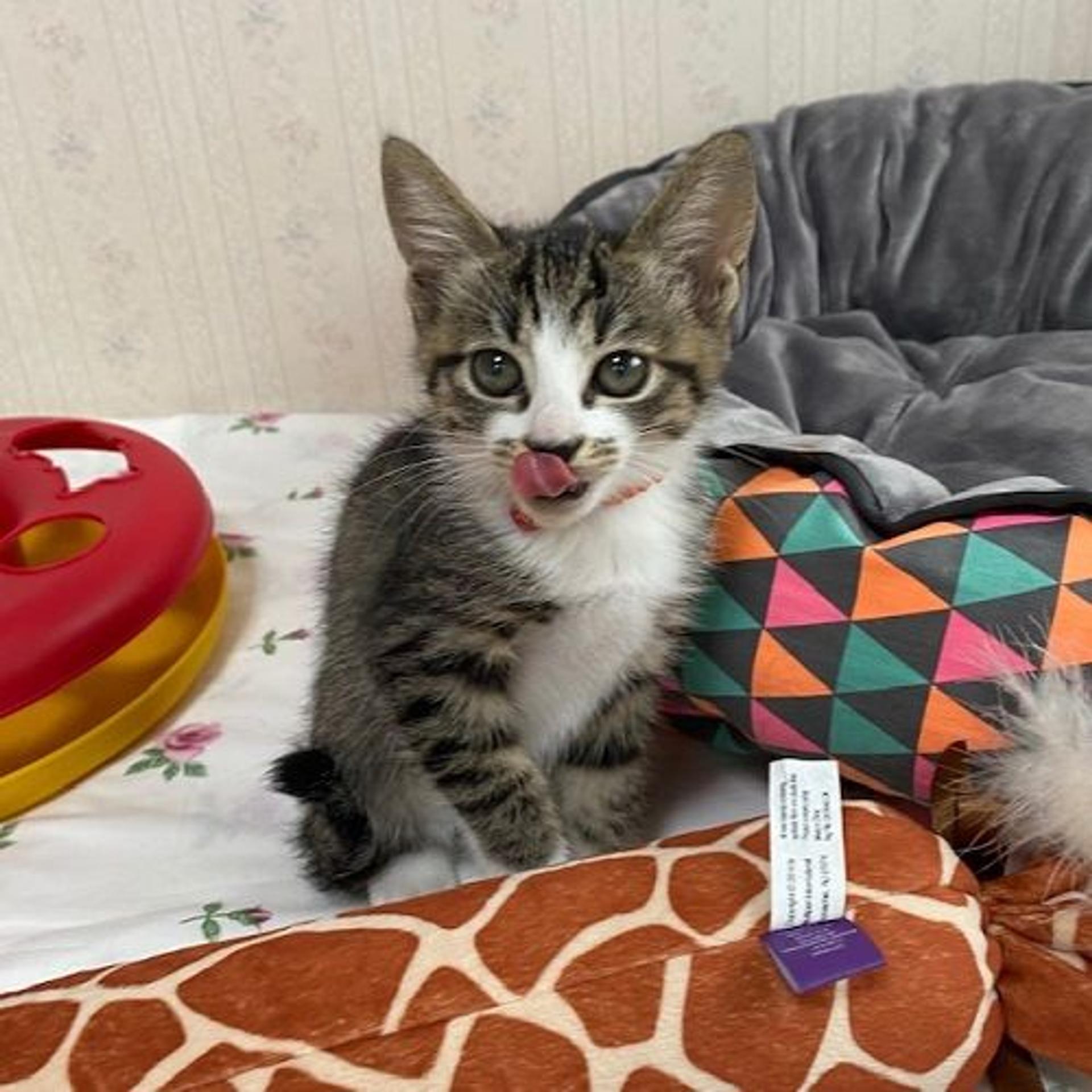 pet-image-3