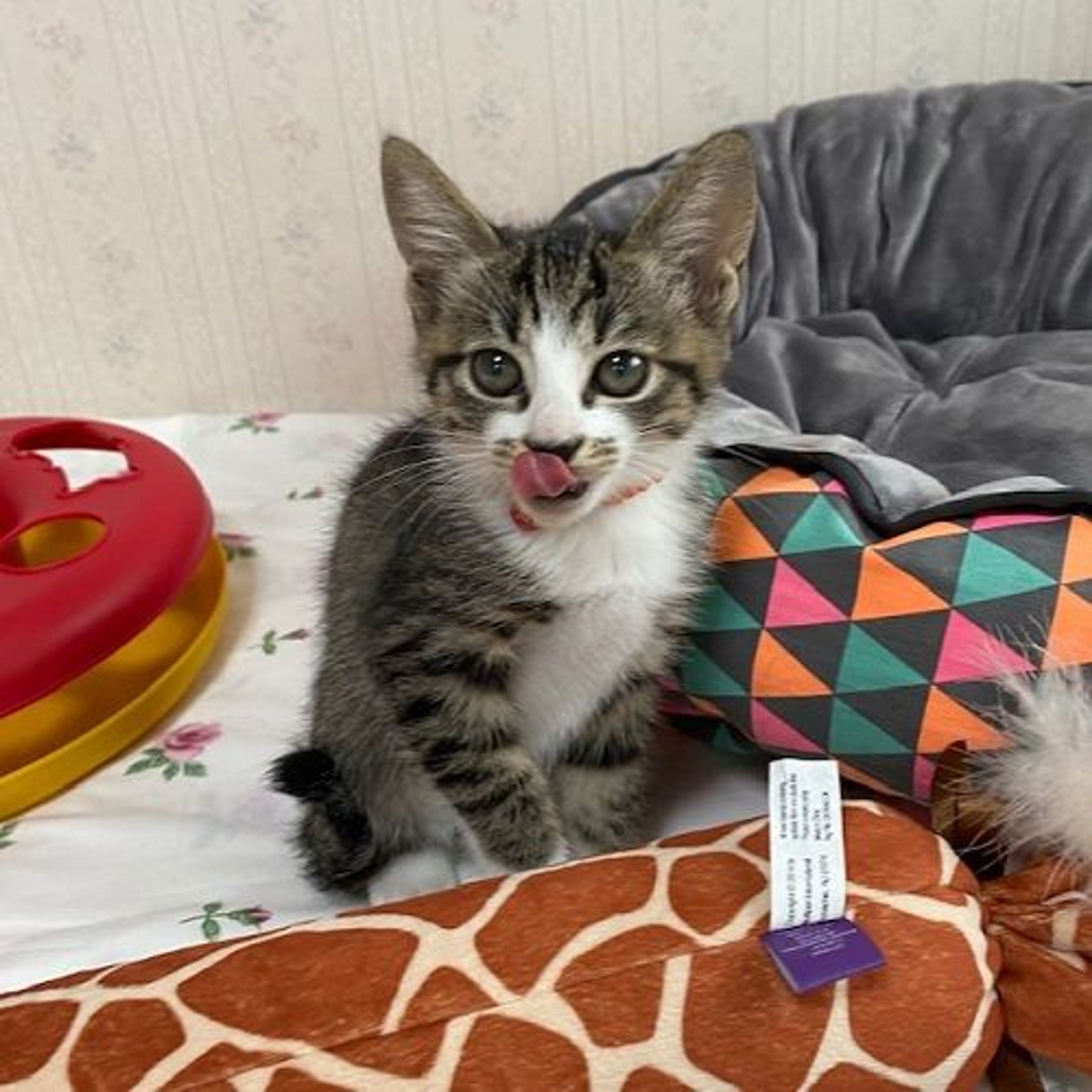 pet-image-3
