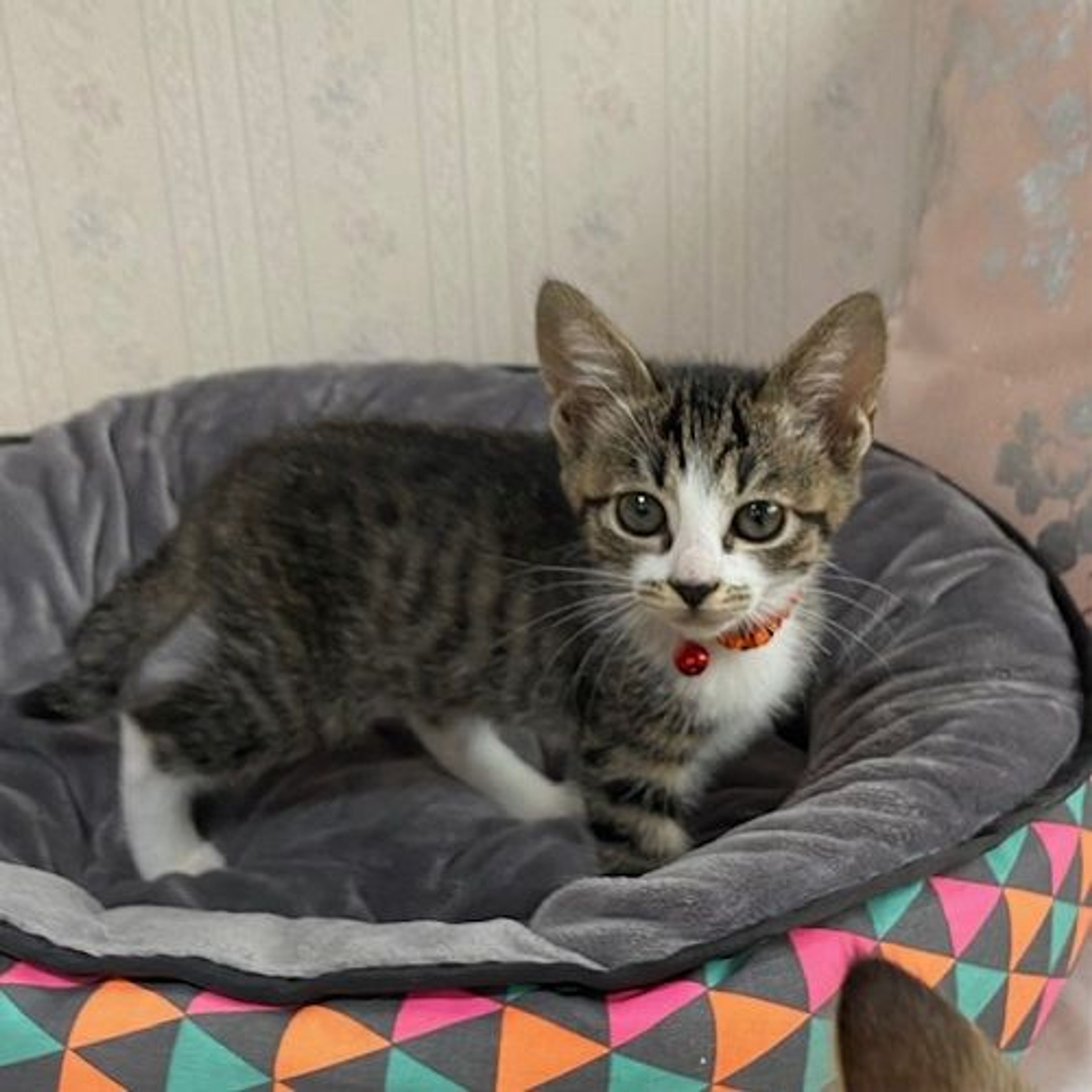 pet-image-4