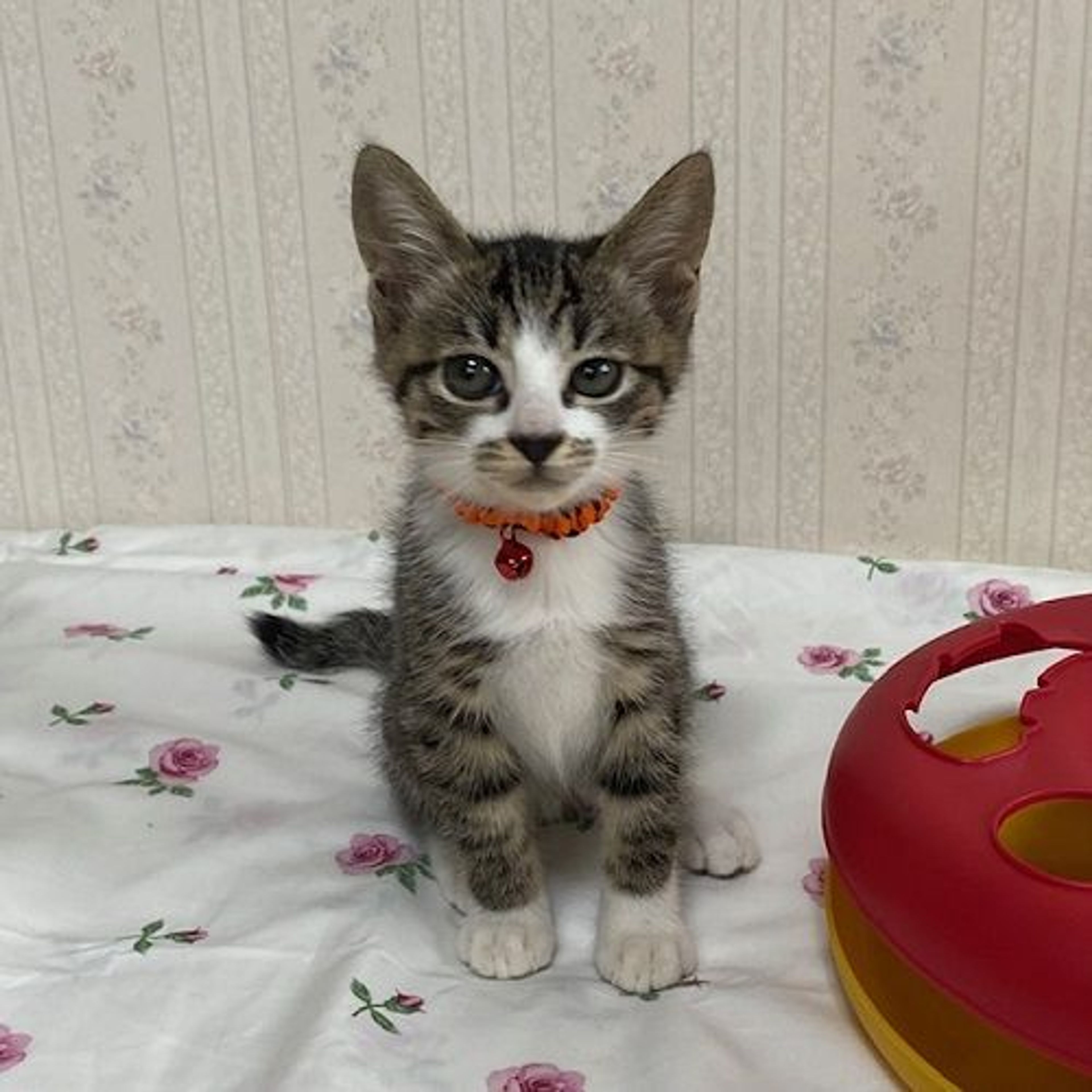 pet-image-5