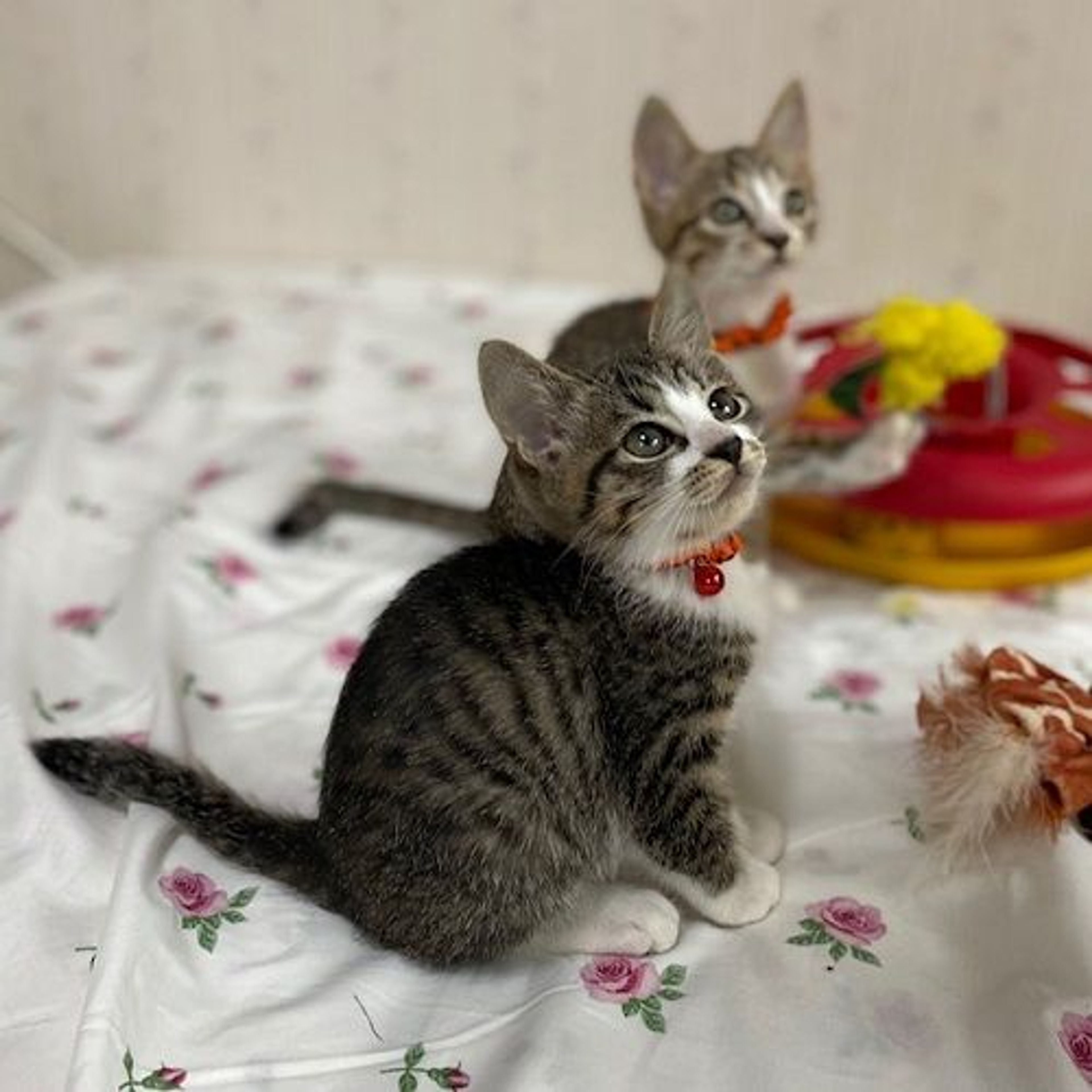 pet-image-6